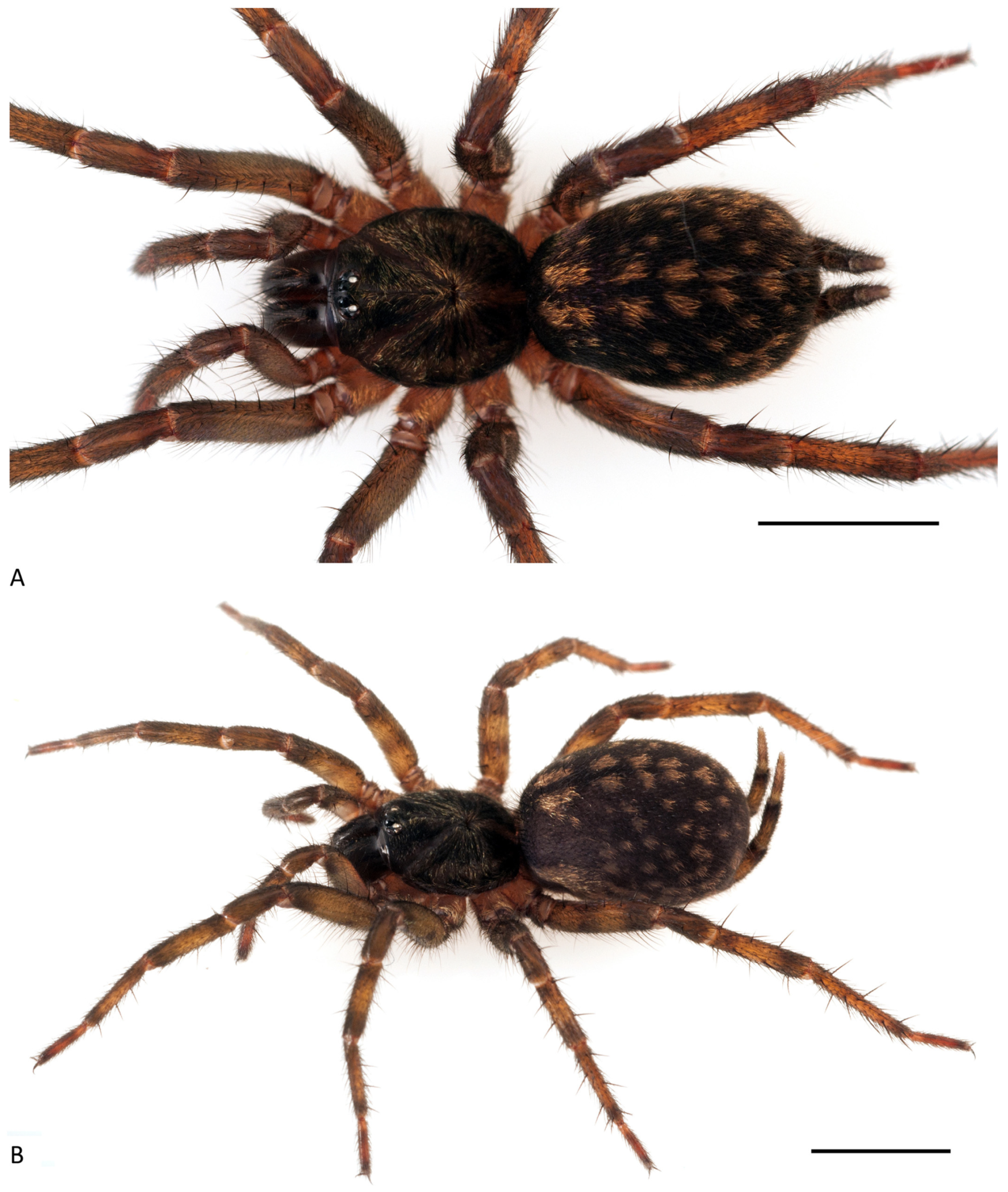 Arthropoda 01 00010 g103