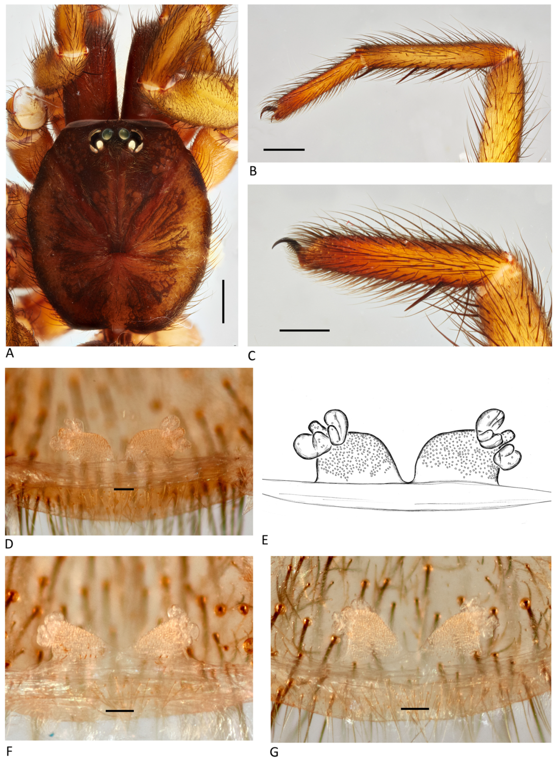 Arthropoda 01 00010 g104