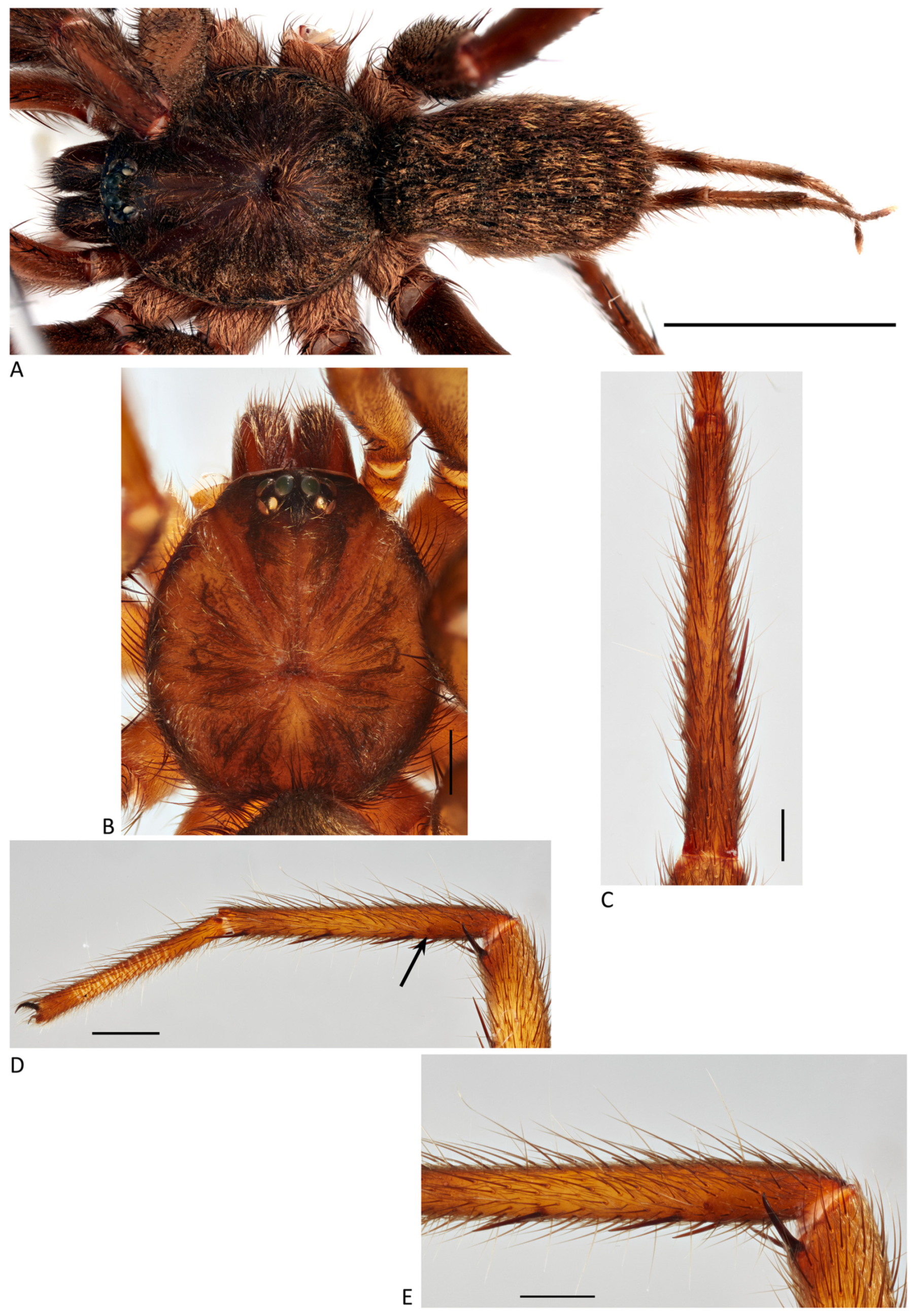 Arthropoda 01 00010 g105