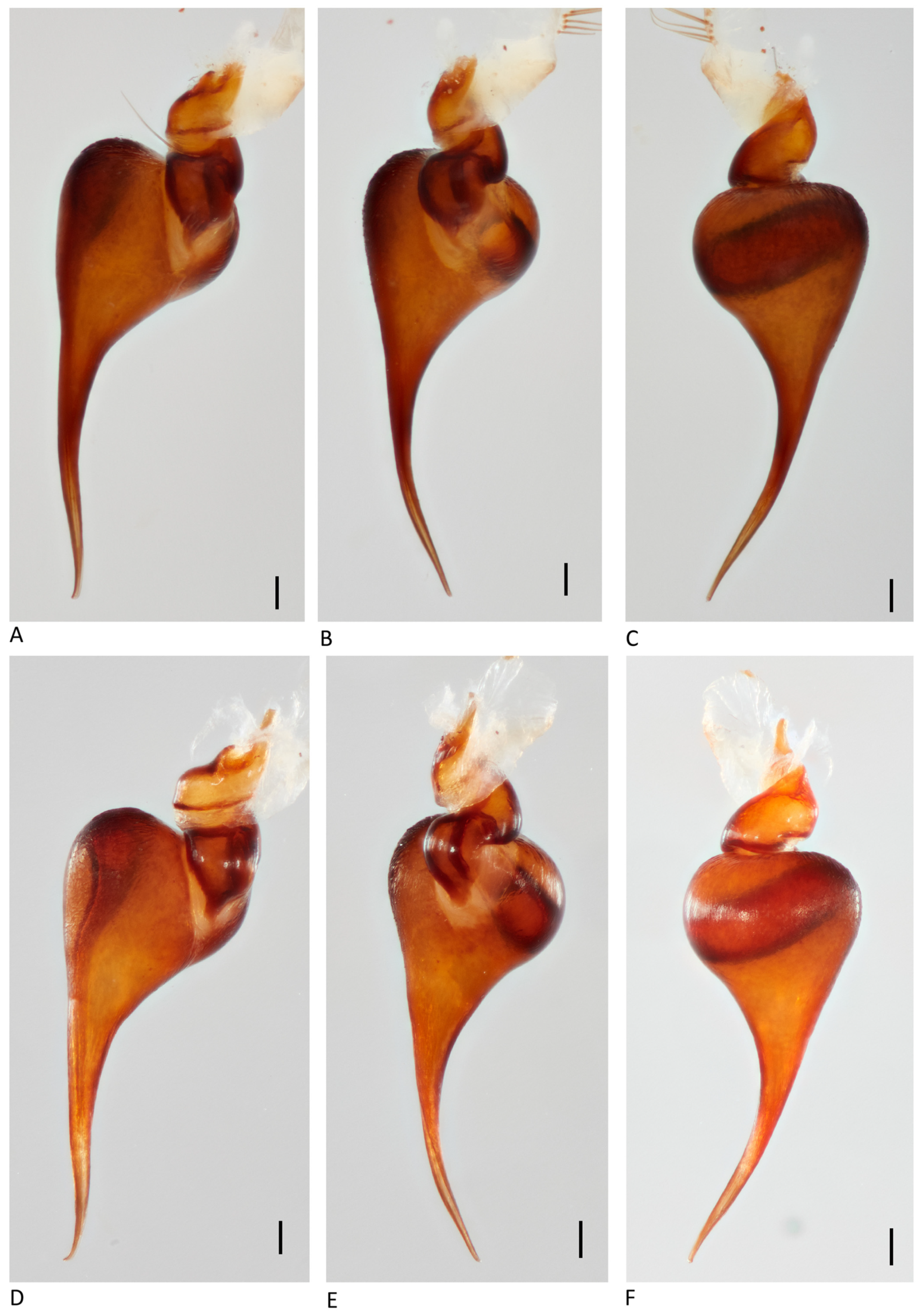 Arthropoda 01 00010 g107