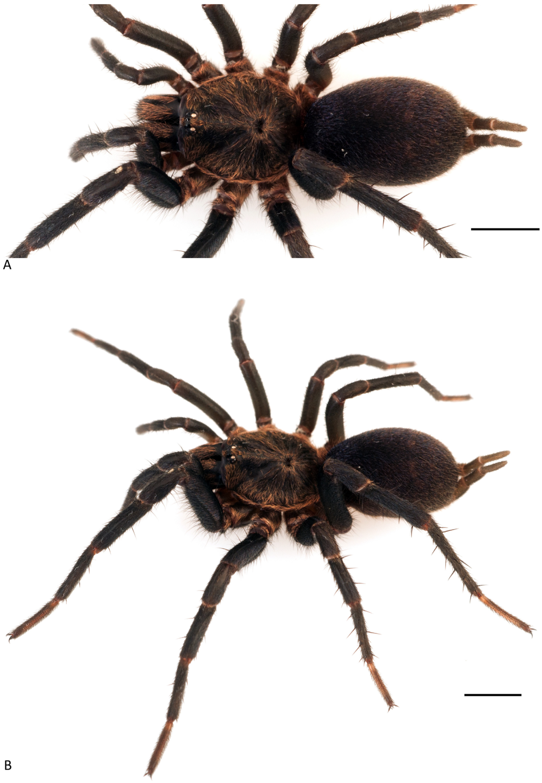 Arthropoda 01 00010 g108