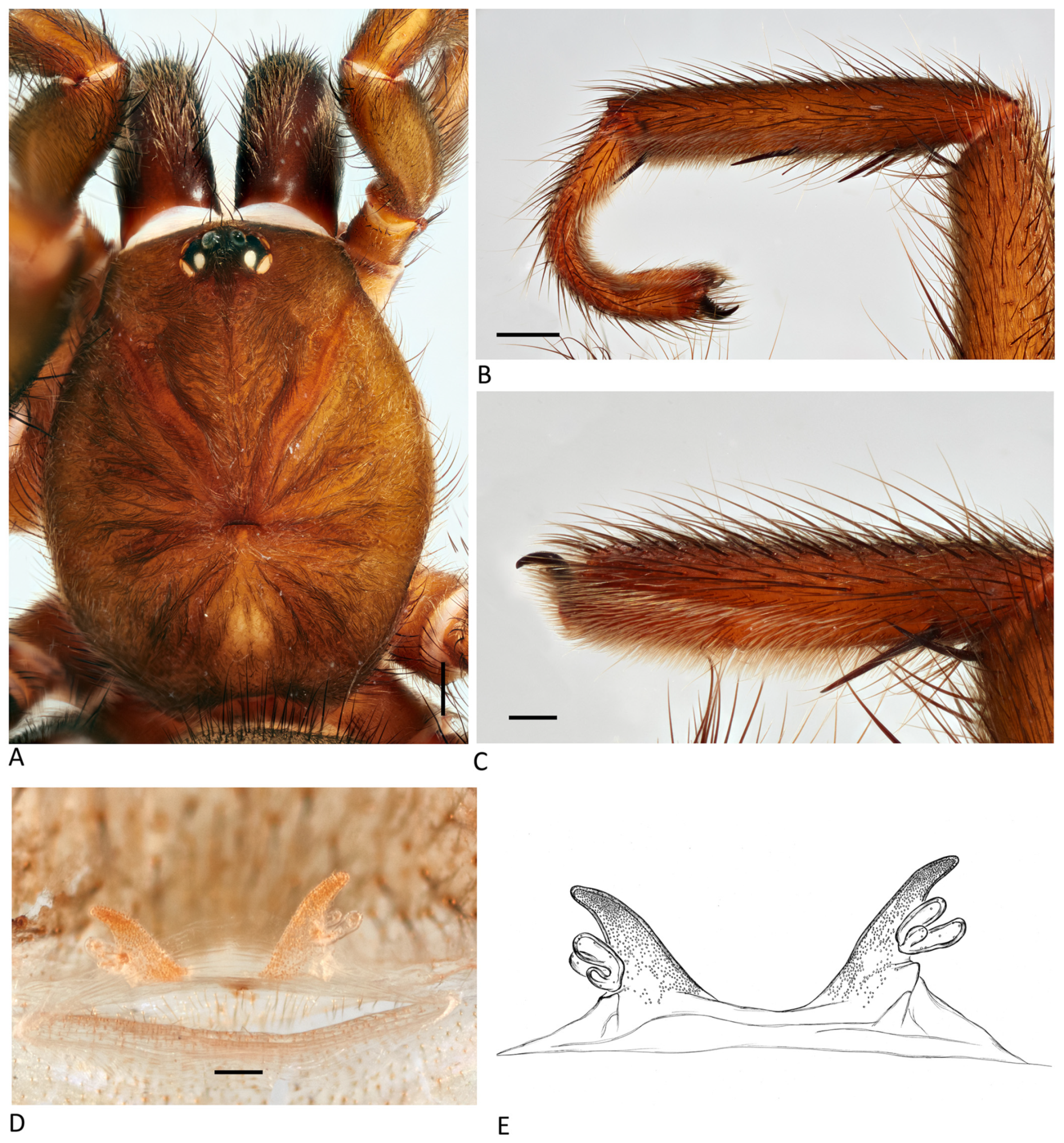 Arthropoda 01 00010 g109