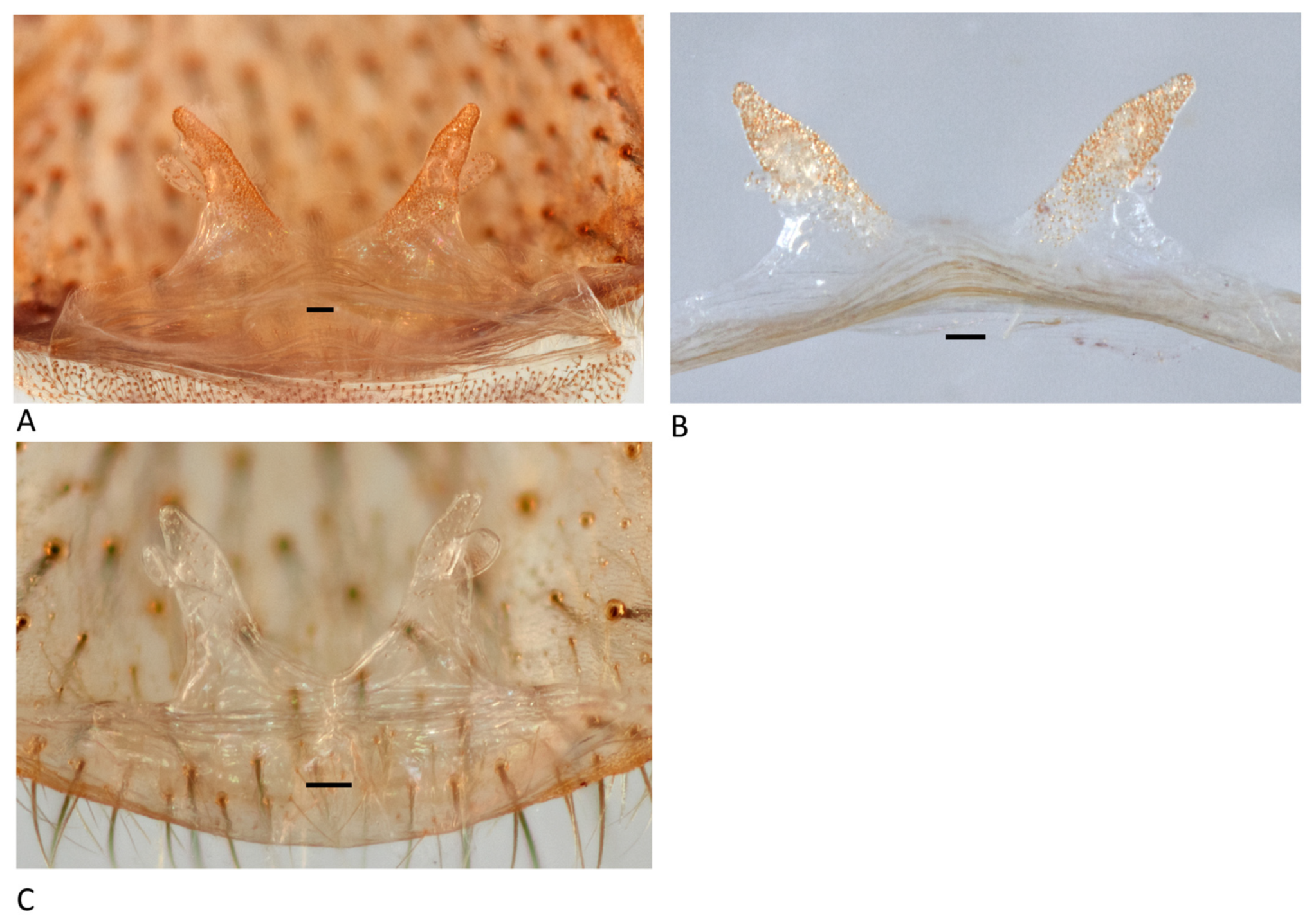 Arthropoda 01 00010 g110