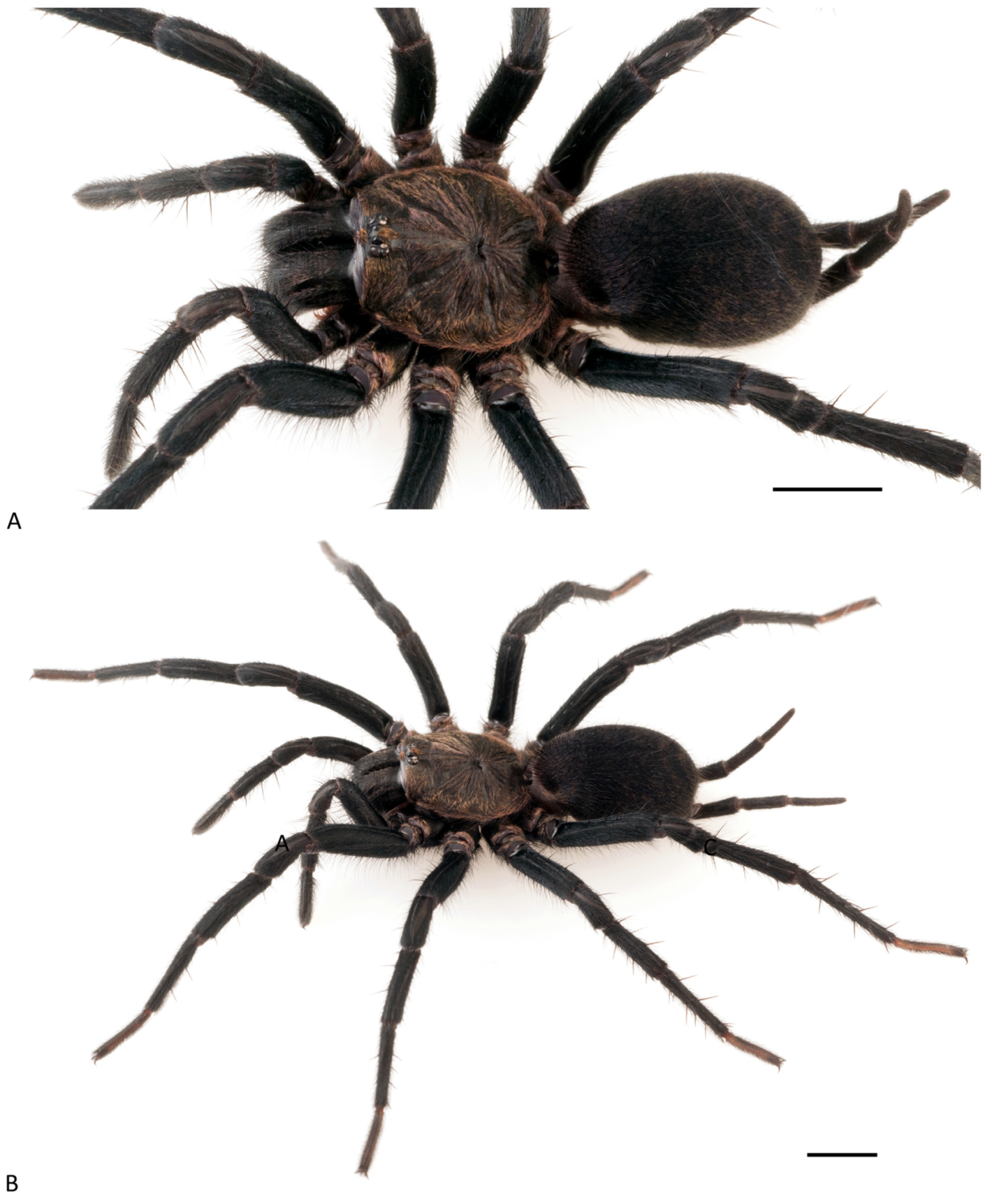 Arthropoda 01 00010 g112