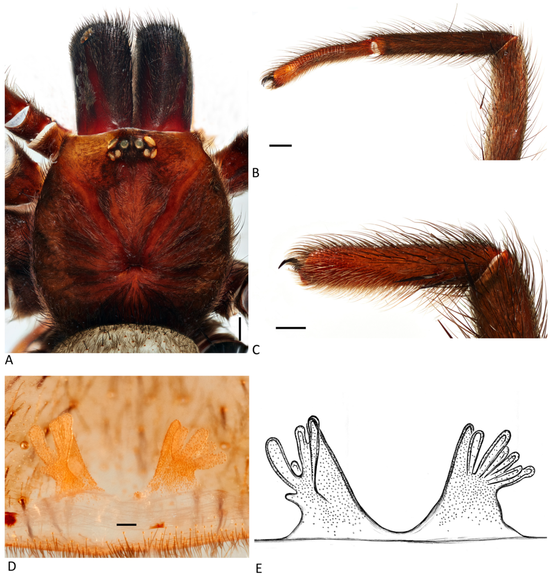 Arthropoda 01 00010 g113