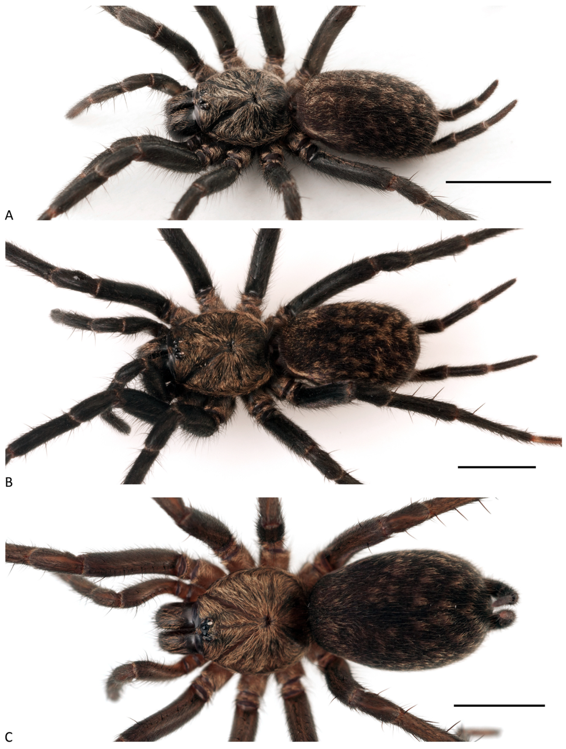 Arthropoda 01 00010 g116