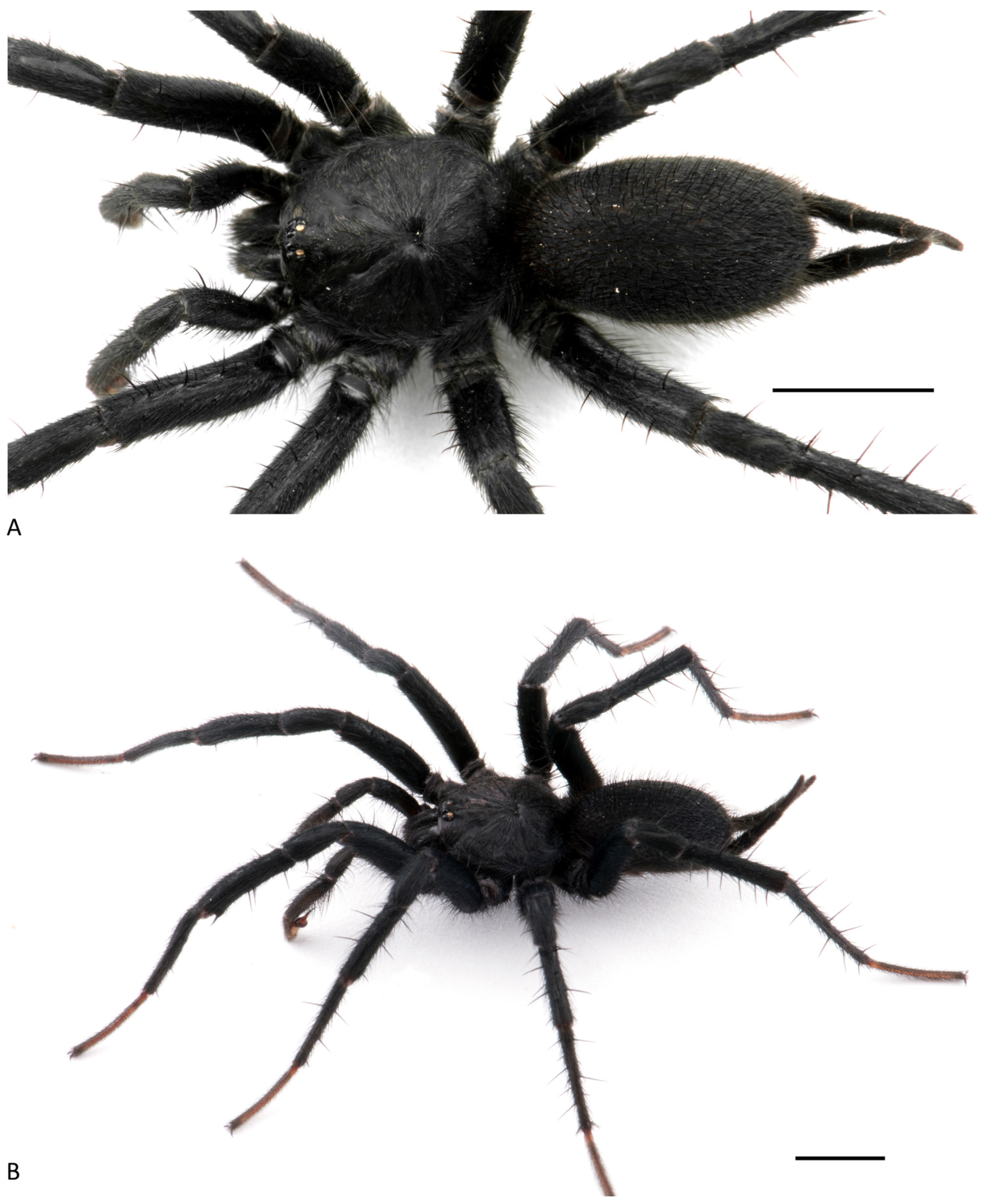 Arthropoda 01 00010 g117