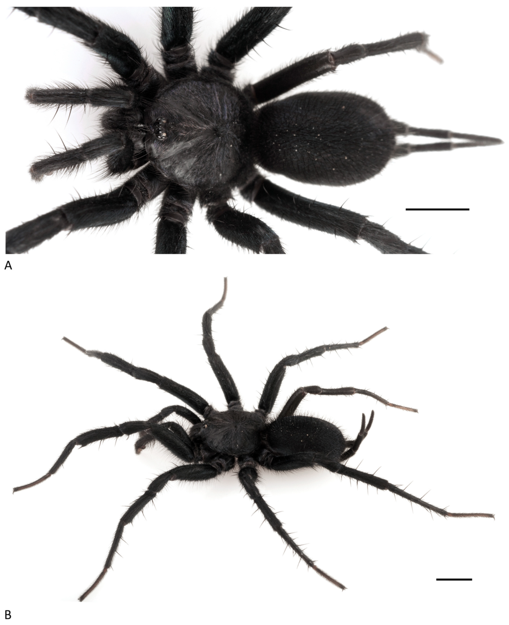 Arthropoda 01 00010 g119