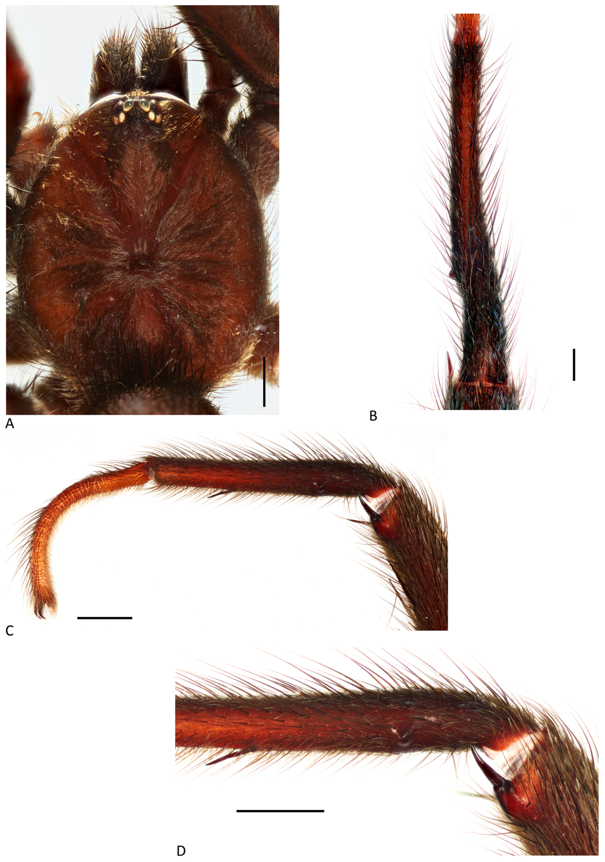 Arthropoda 01 00010 g120