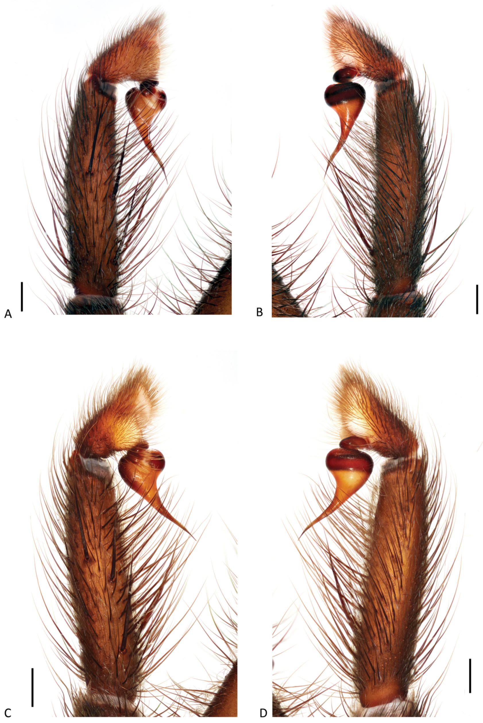 Arthropoda 01 00010 g121