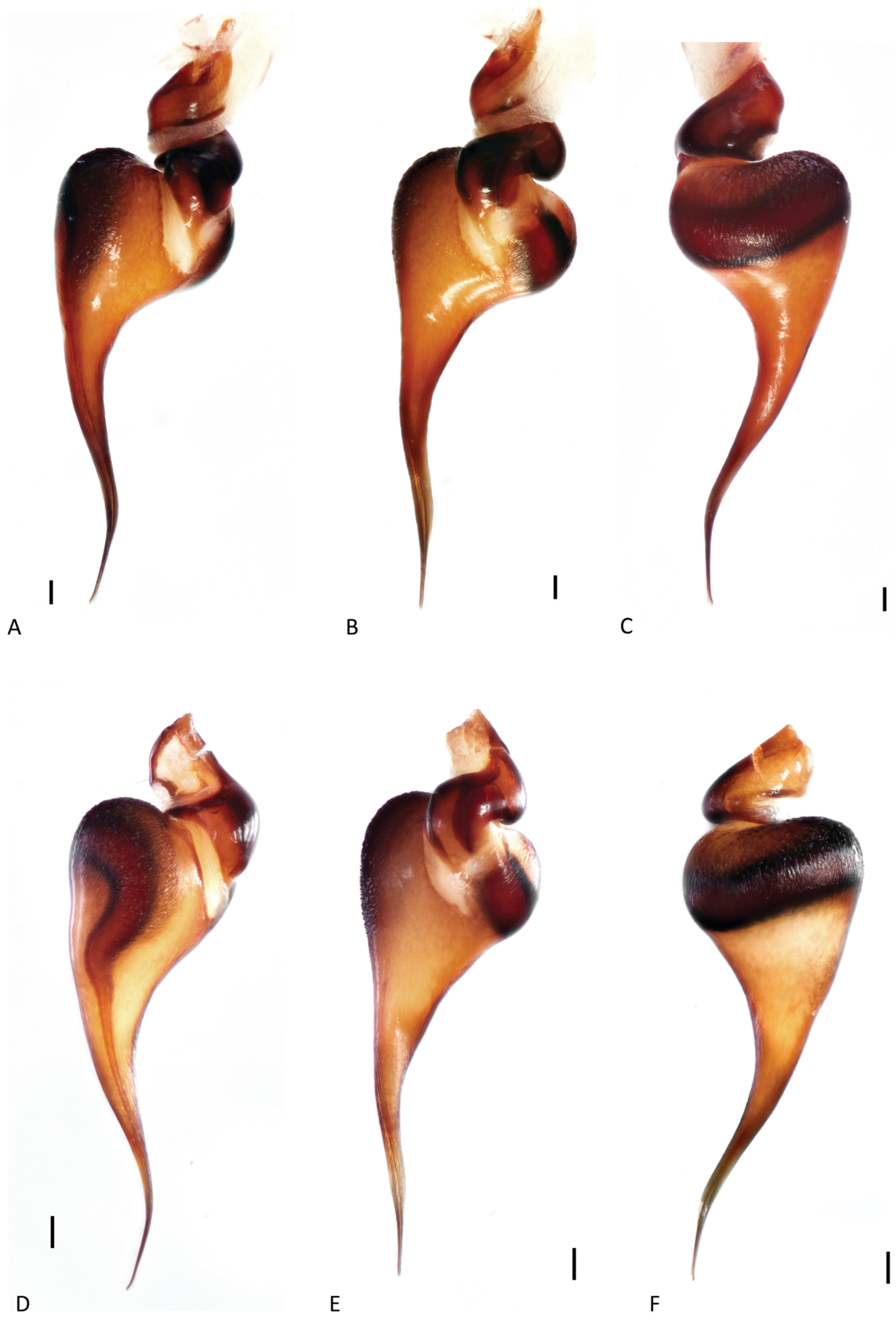 Arthropoda 01 00010 g122