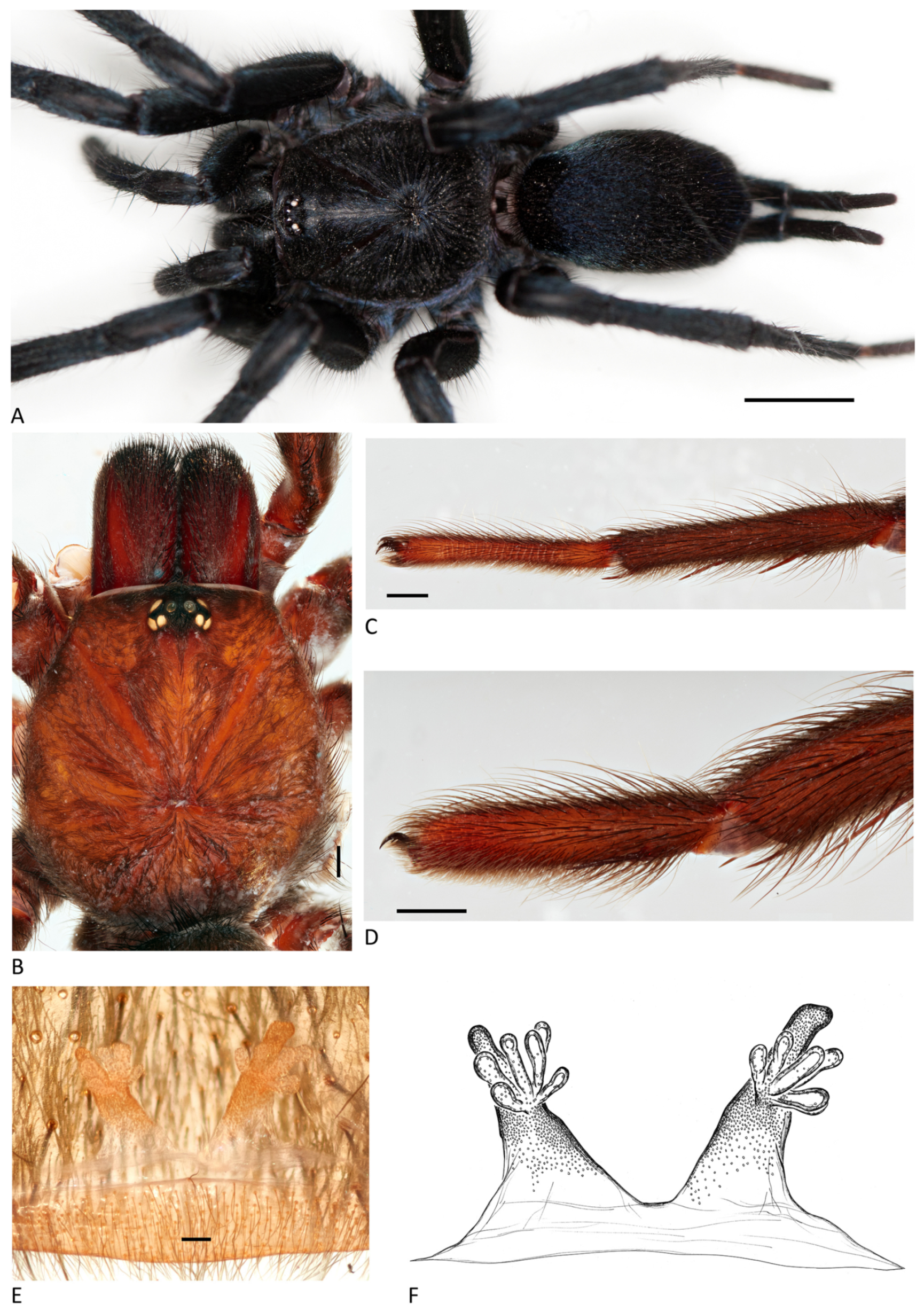 Arthropoda 01 00010 g123