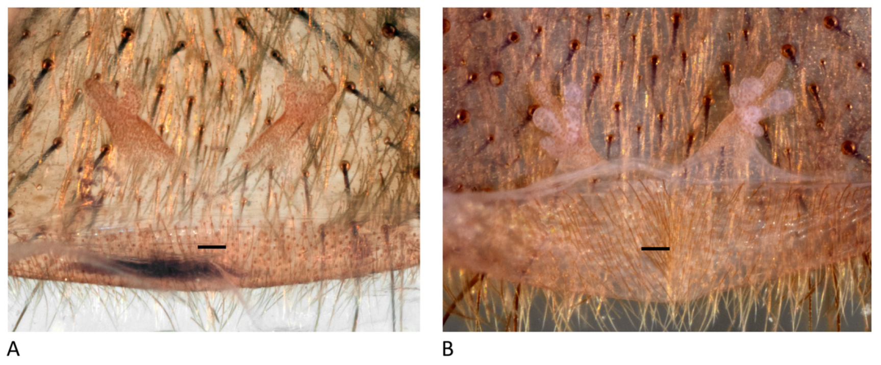 Arthropoda 01 00010 g124