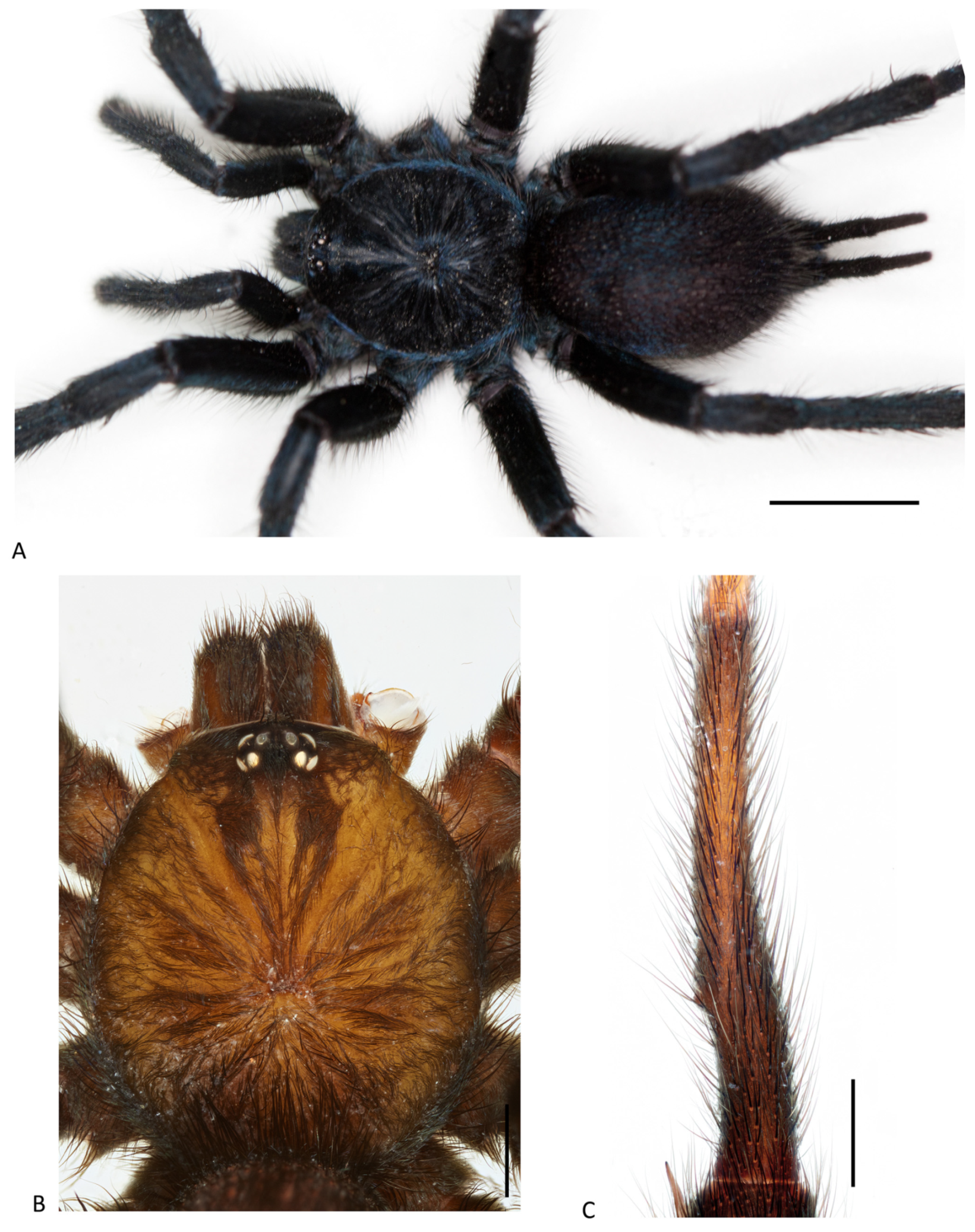 Arthropoda 01 00010 g125