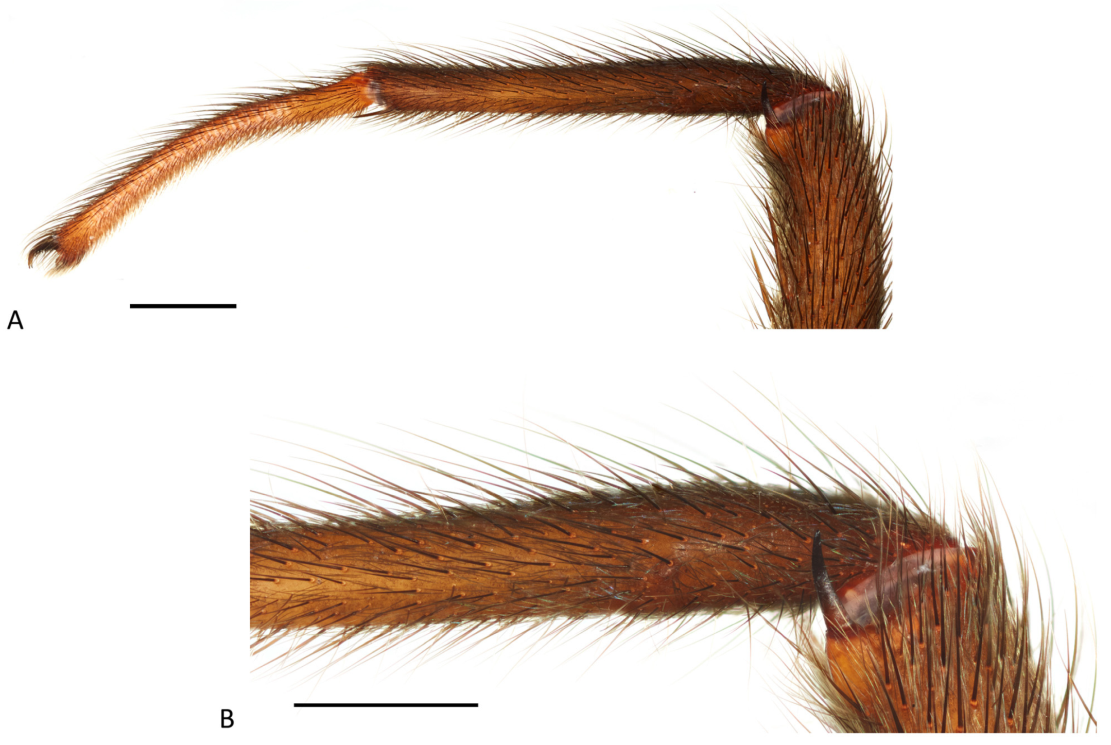 Arthropoda 01 00010 g126
