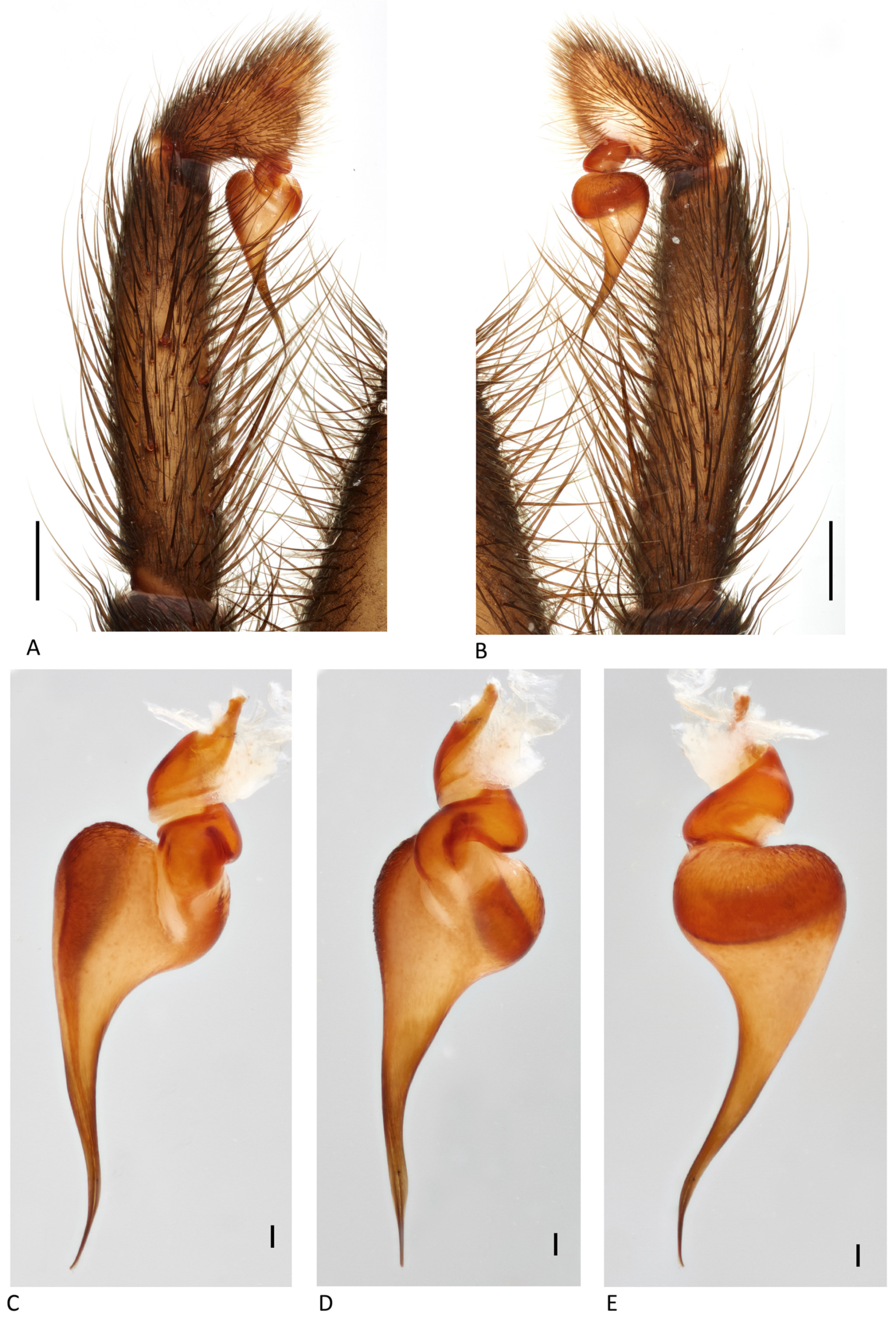 Arthropoda 01 00010 g127