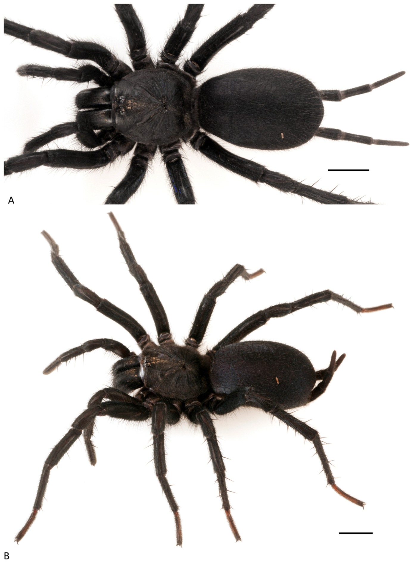 Arthropoda 01 00010 g128