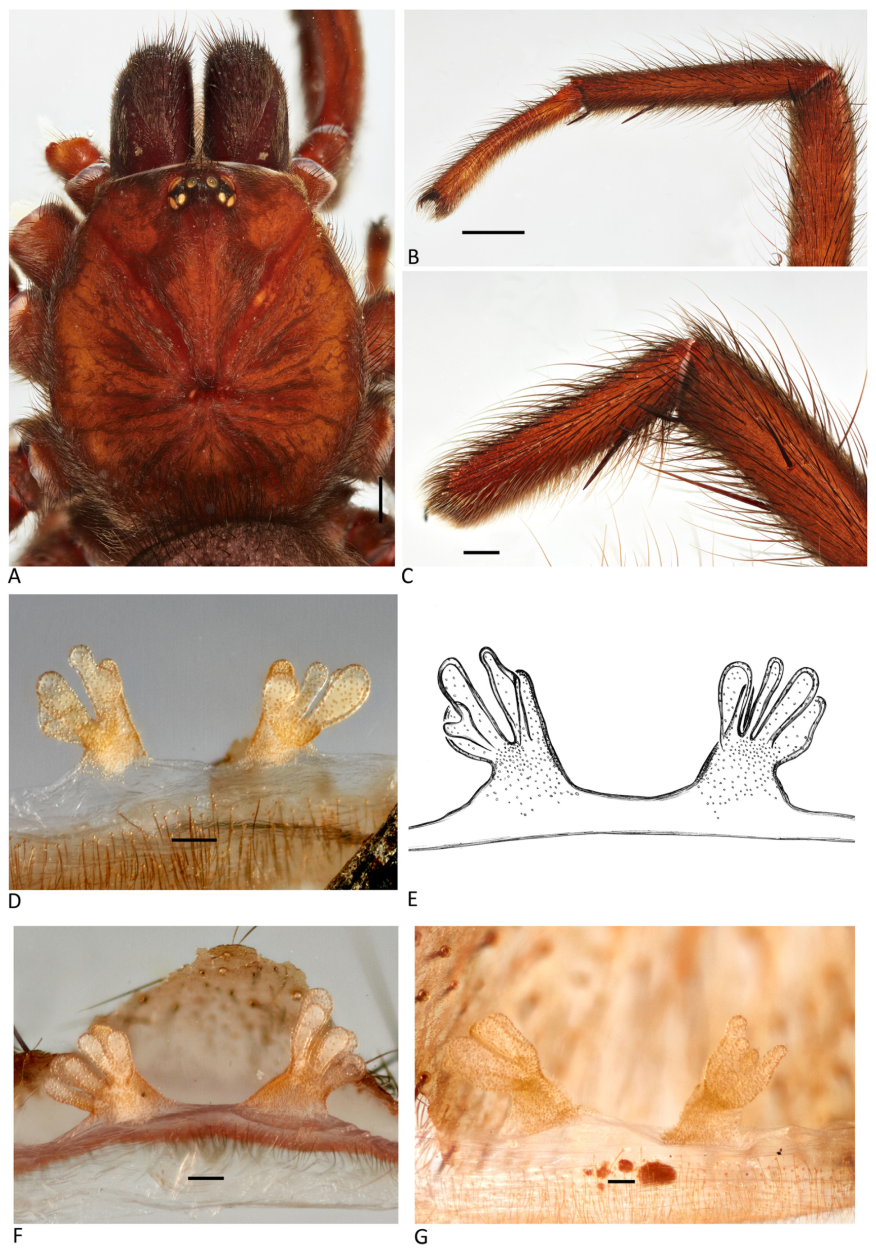 Arthropoda 01 00010 g129