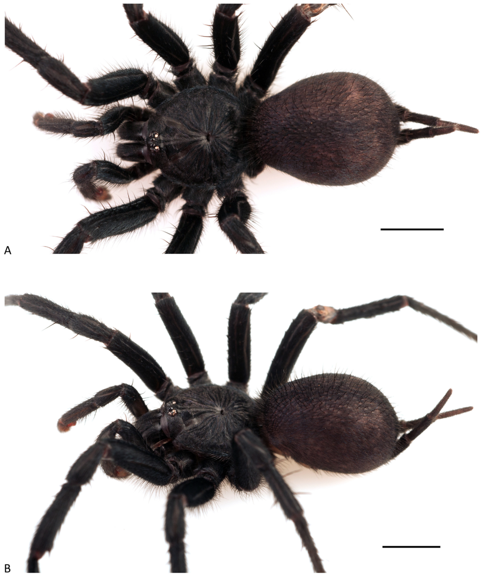 Arthropoda 01 00010 g130