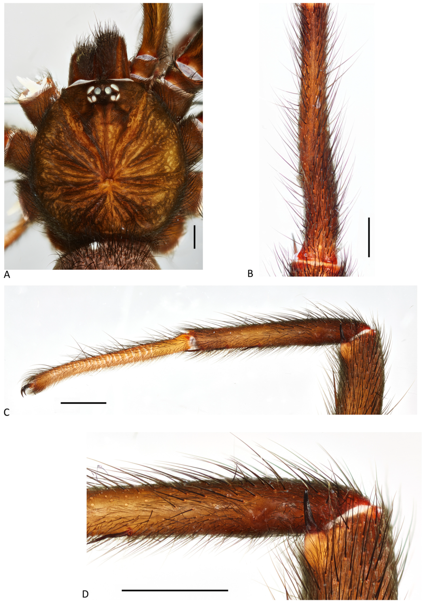 Arthropoda 01 00010 g131