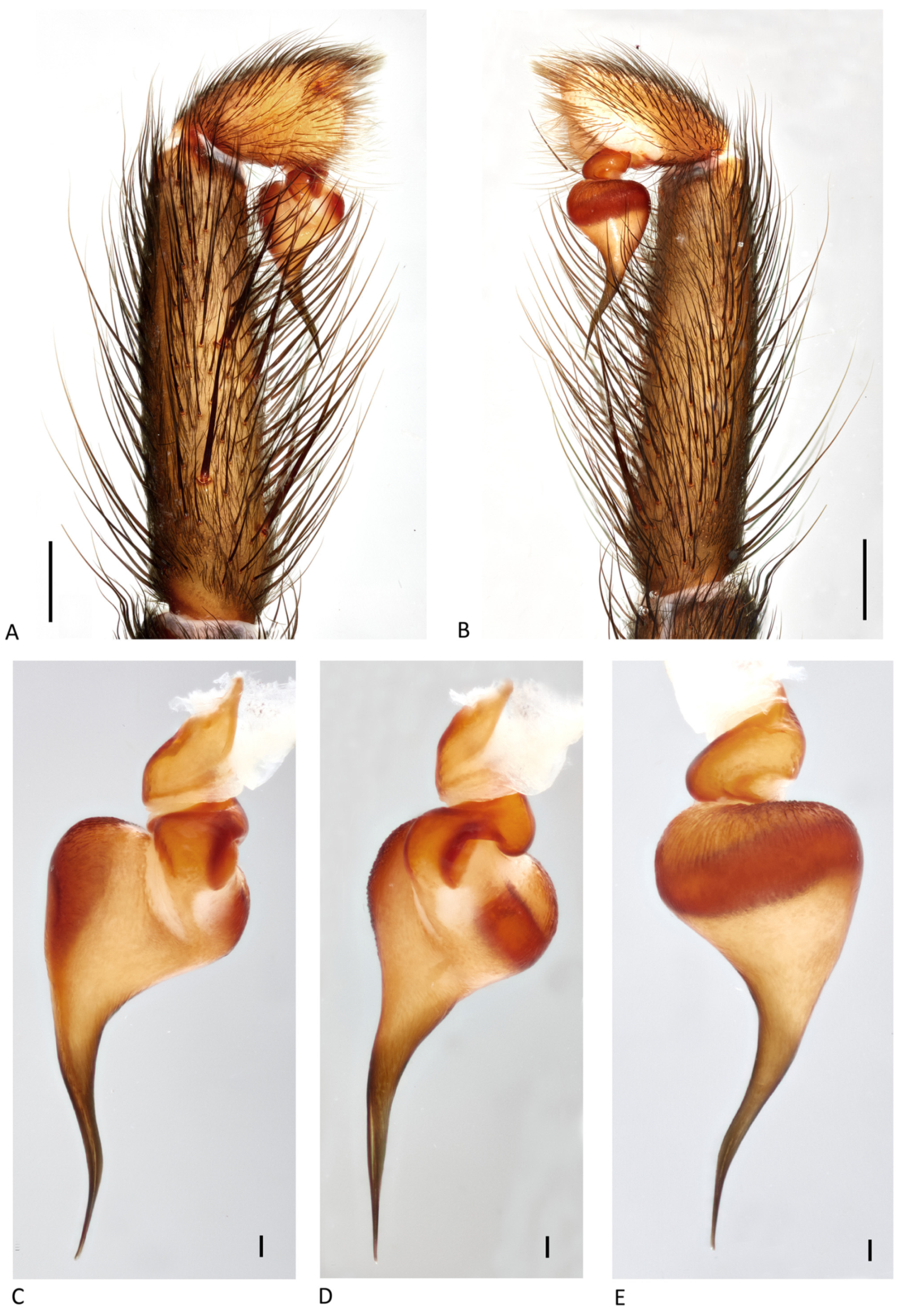 Arthropoda 01 00010 g132