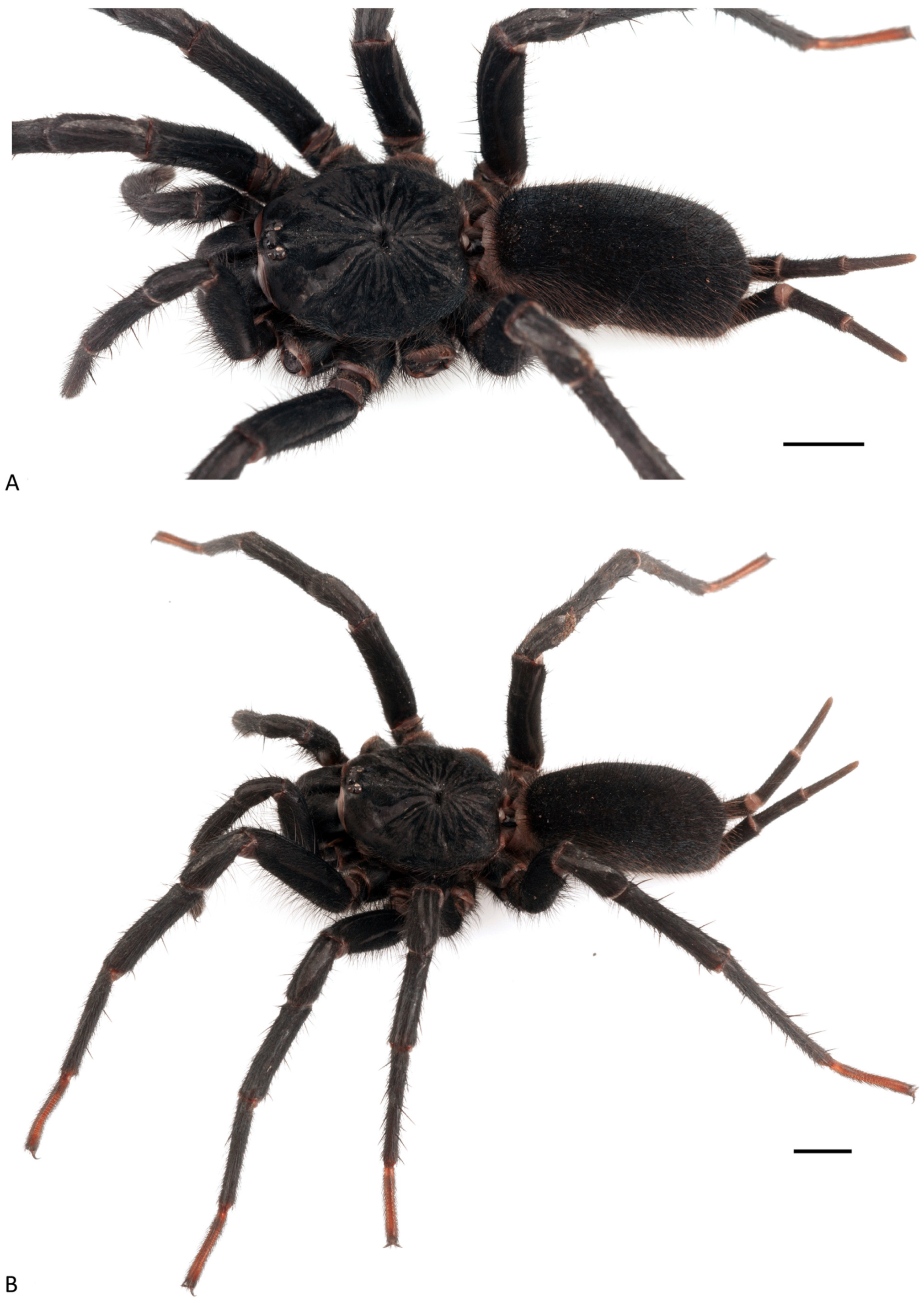 Arthropoda 01 00010 g133