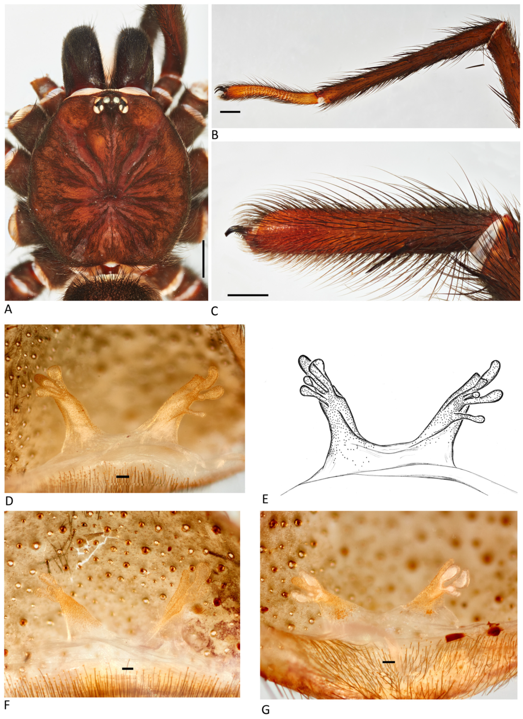 Arthropoda 01 00010 g134