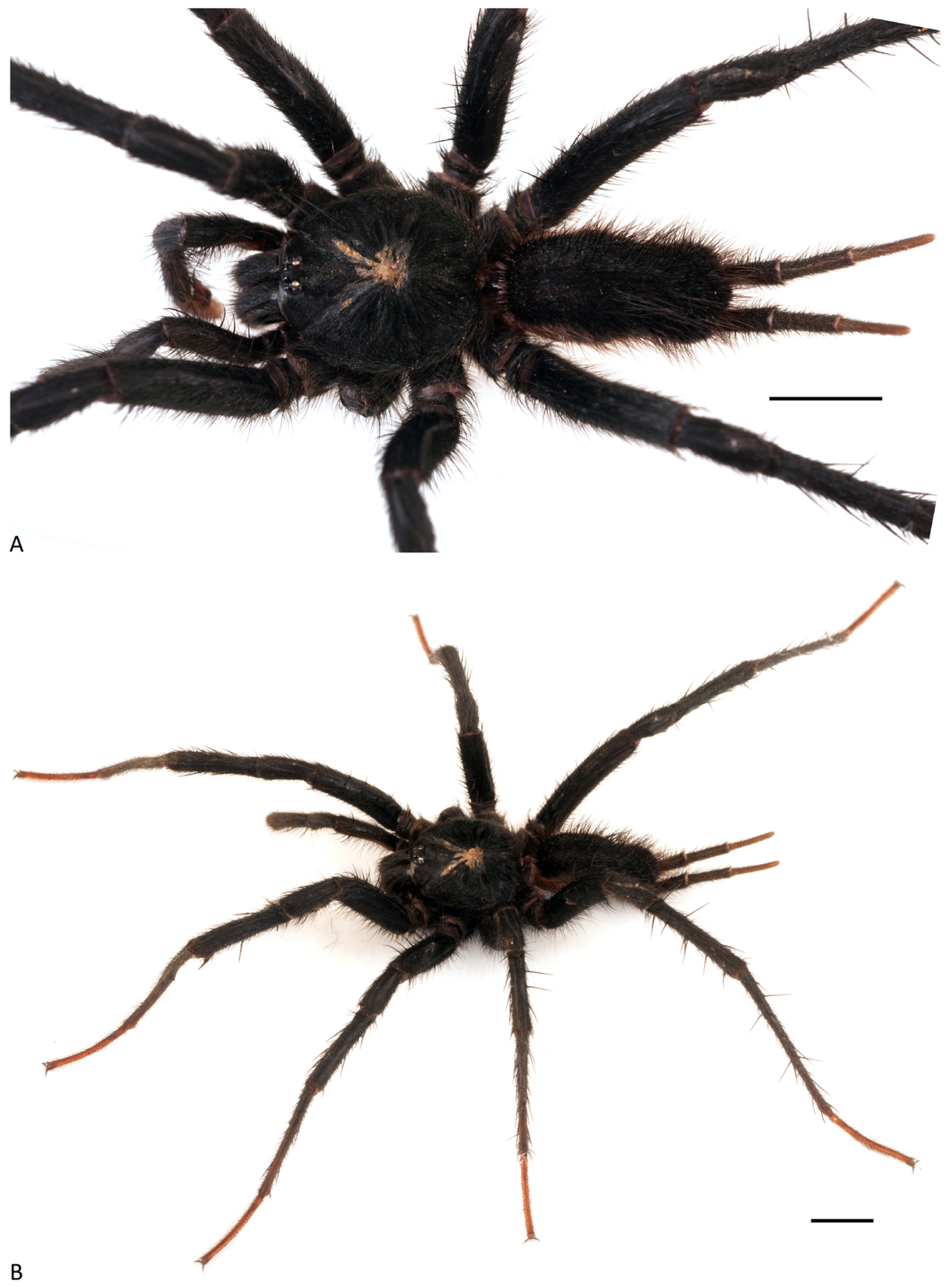 Arthropoda 01 00010 g136