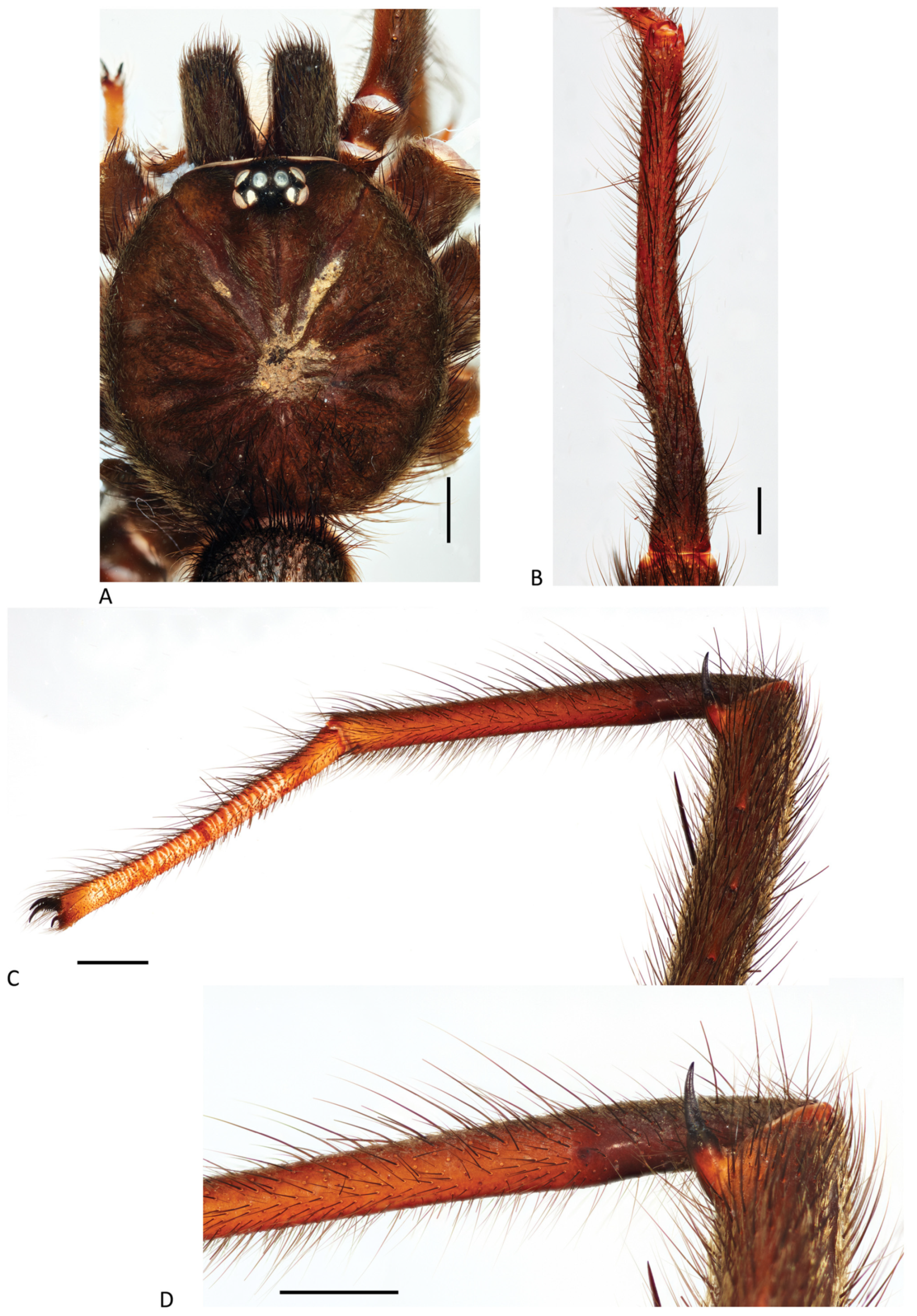 Arthropoda 01 00010 g137