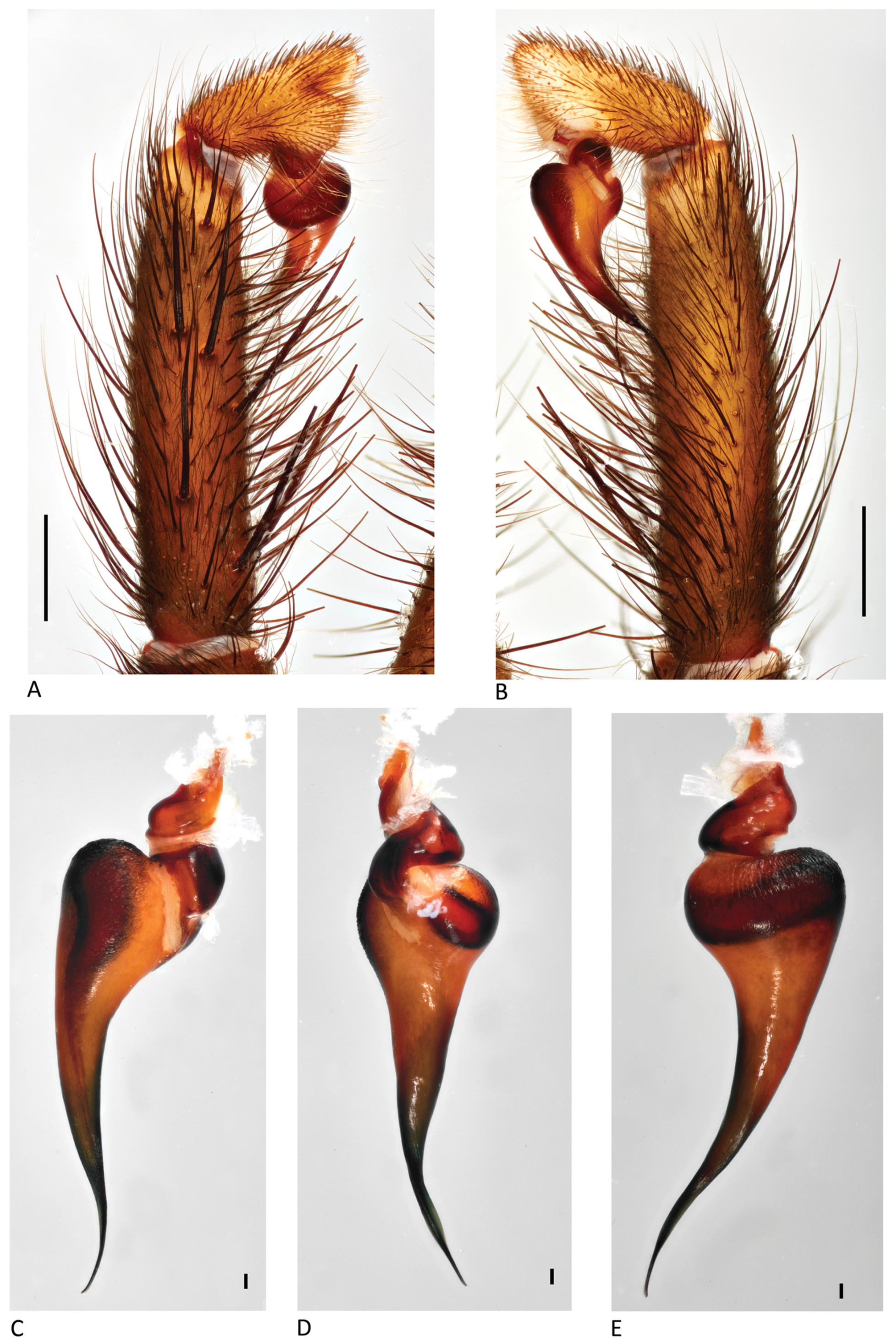 Arthropoda 01 00010 g138