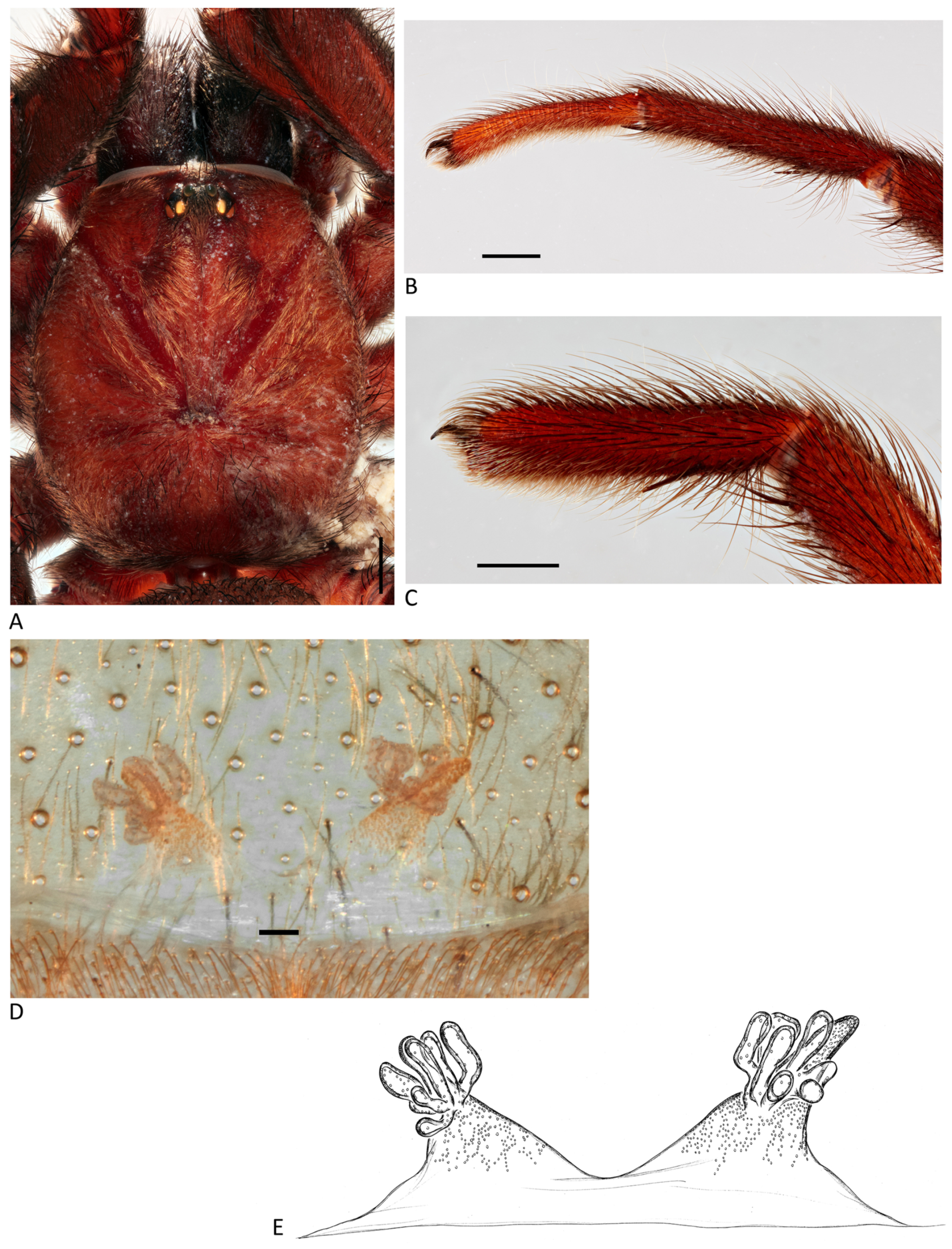 Arthropoda 01 00010 g140