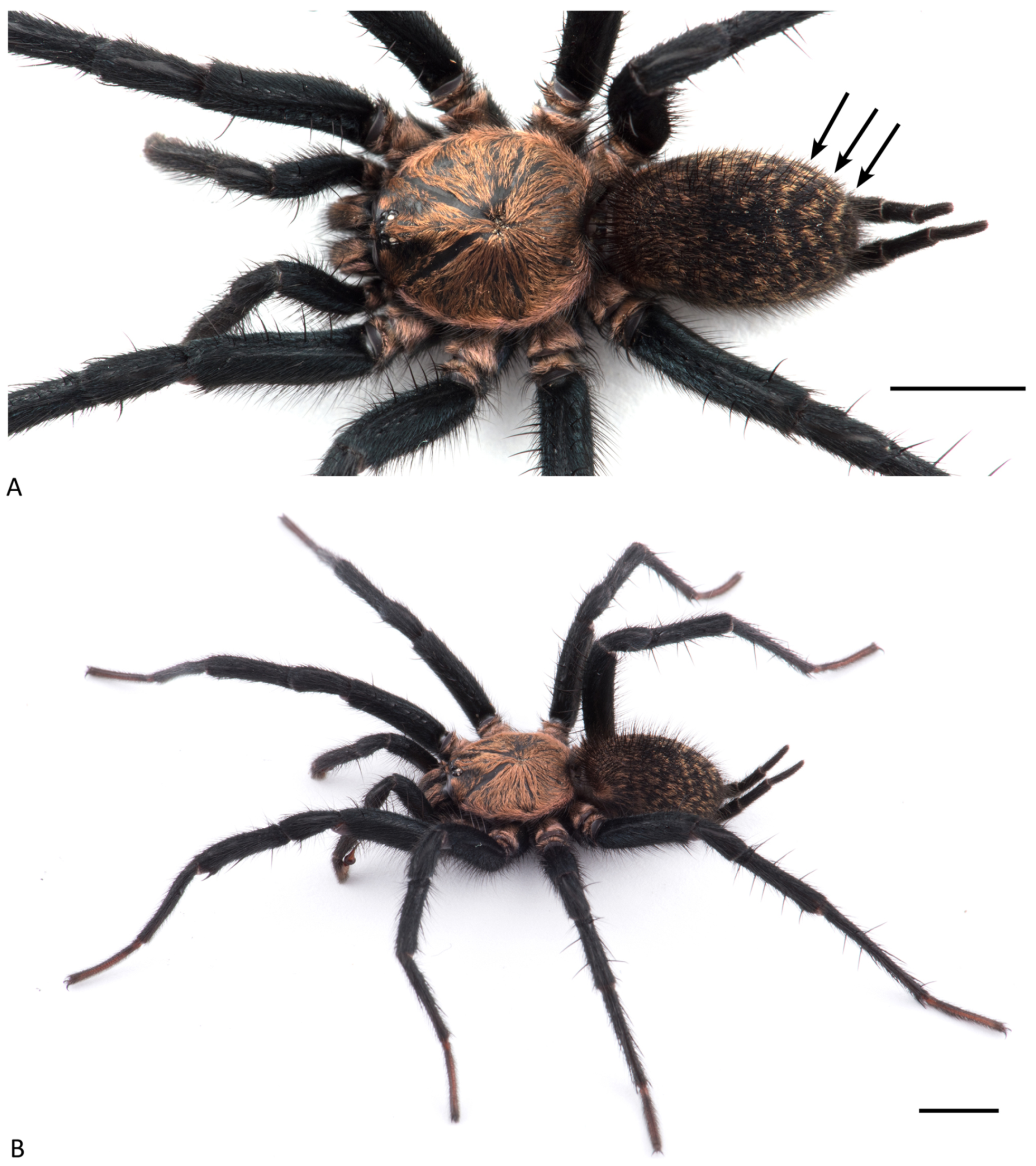 Arthropoda 01 00010 g142