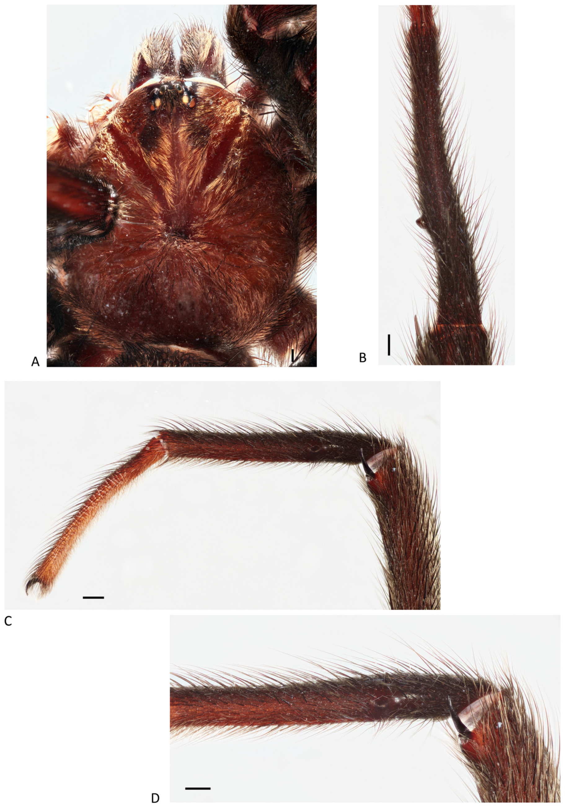 Arthropoda 01 00010 g143