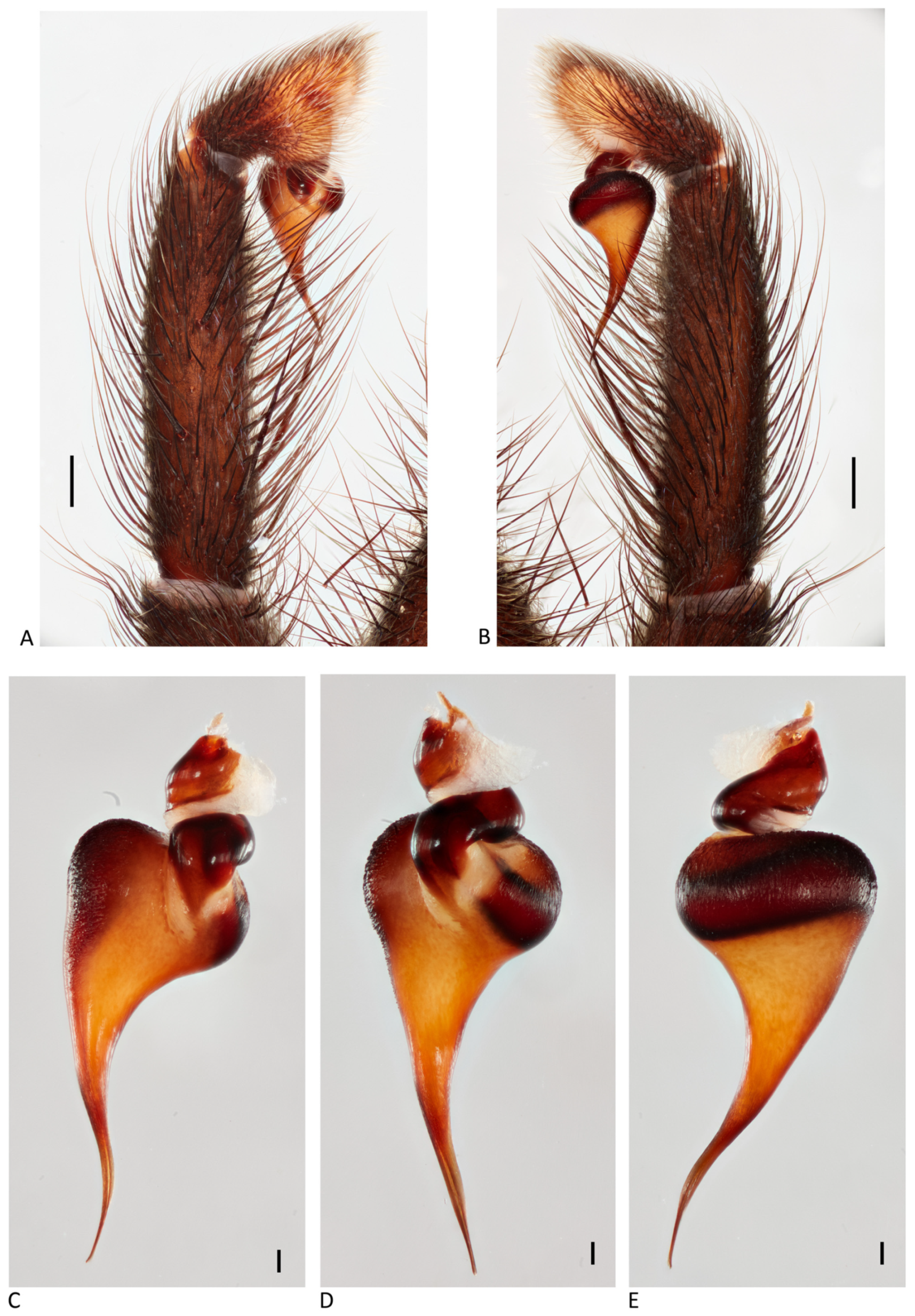 Arthropoda 01 00010 g144