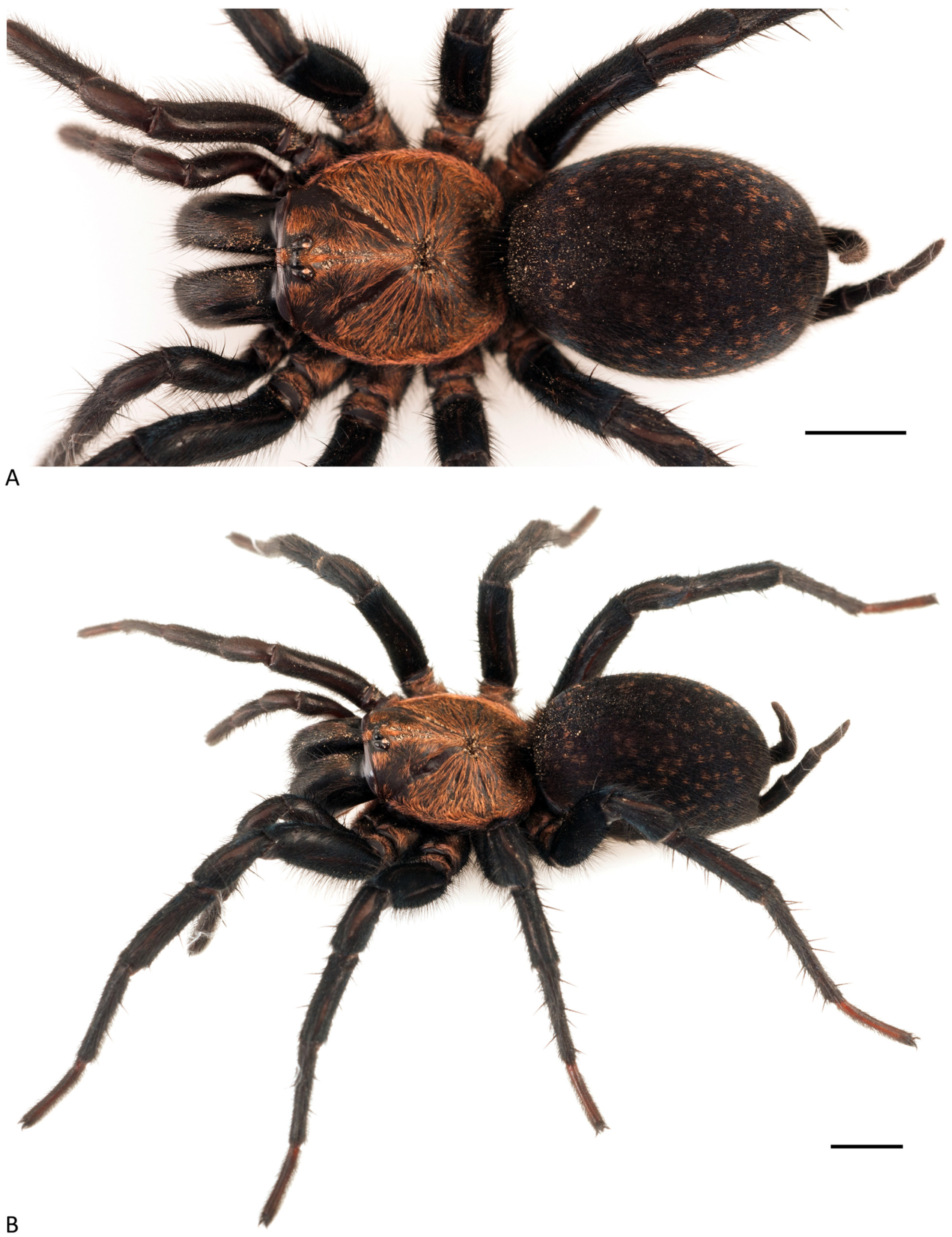 Arthropoda 01 00010 g145