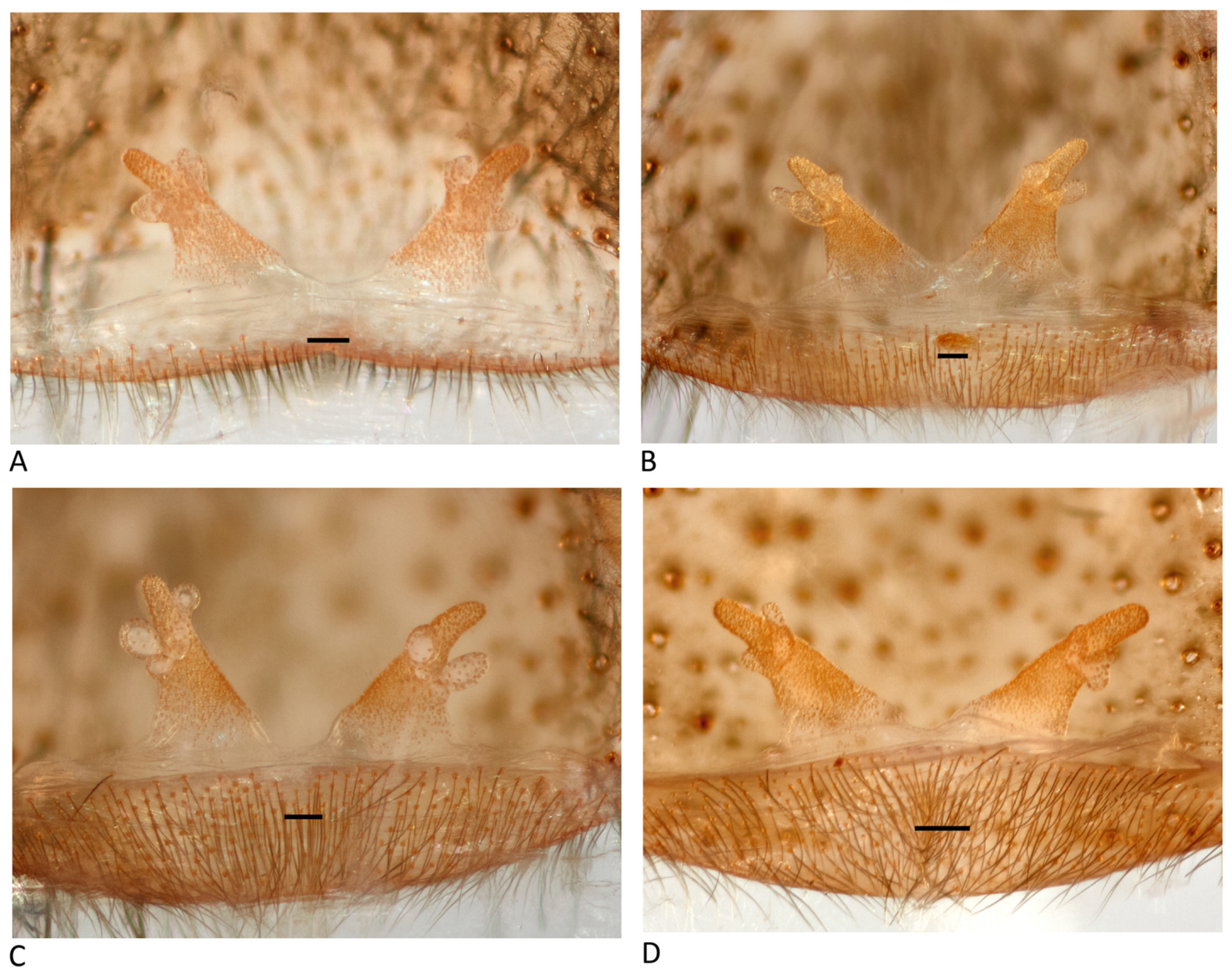 Arthropoda 01 00010 g147