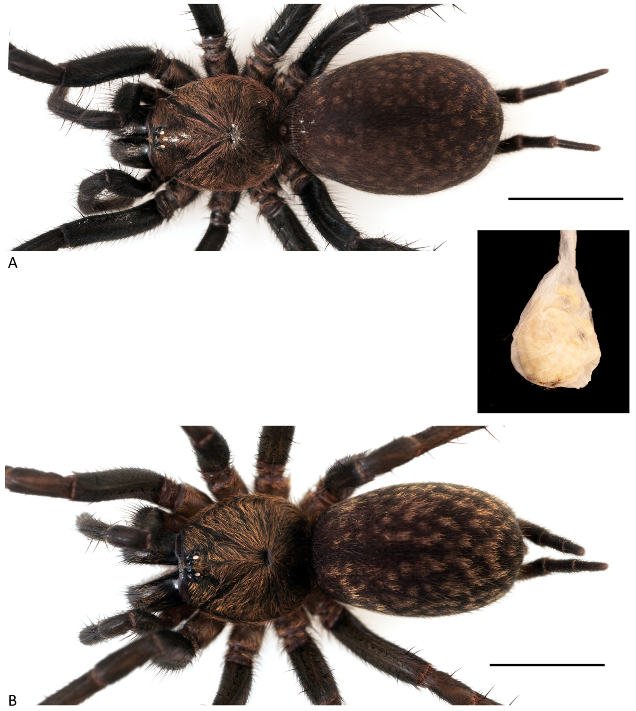 Arthropoda 01 00010 g148