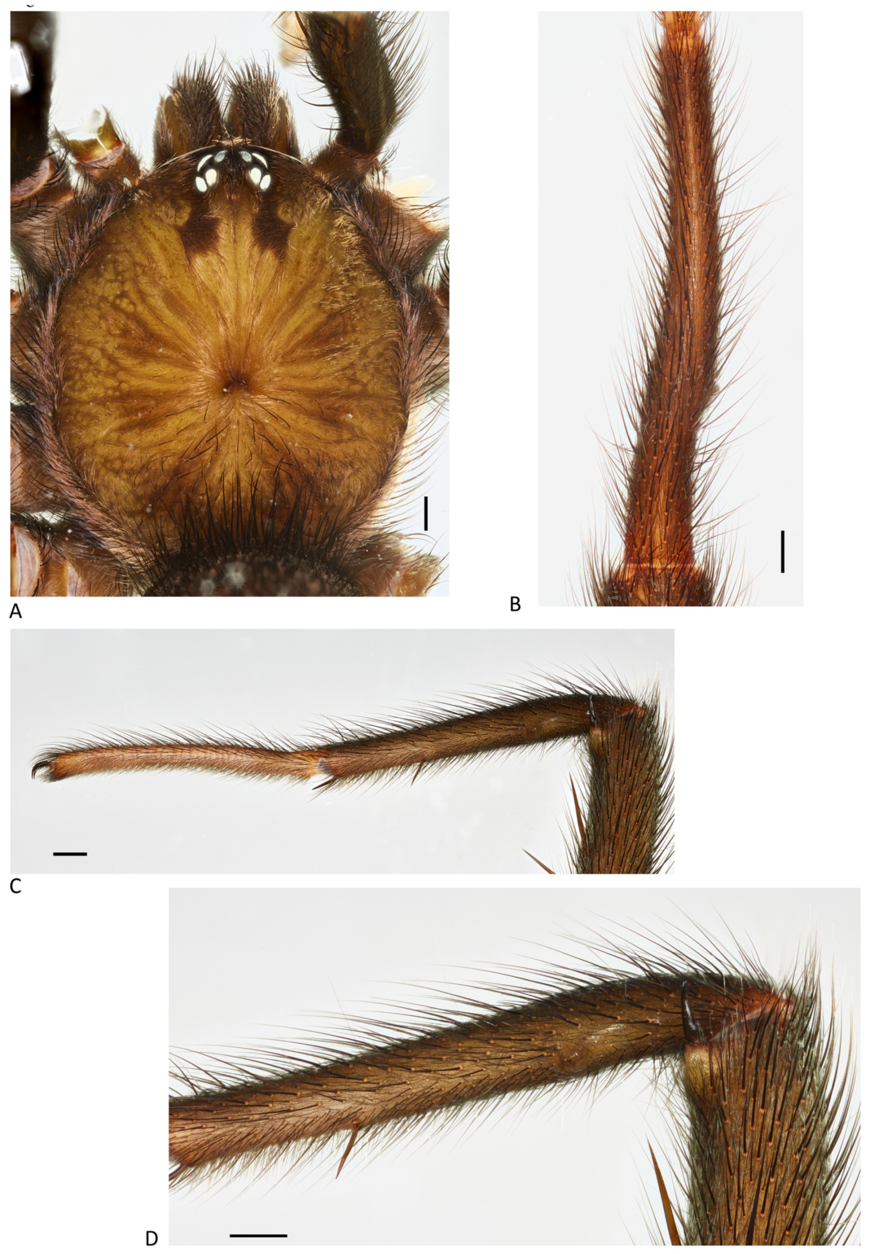 Arthropoda 01 00010 g150