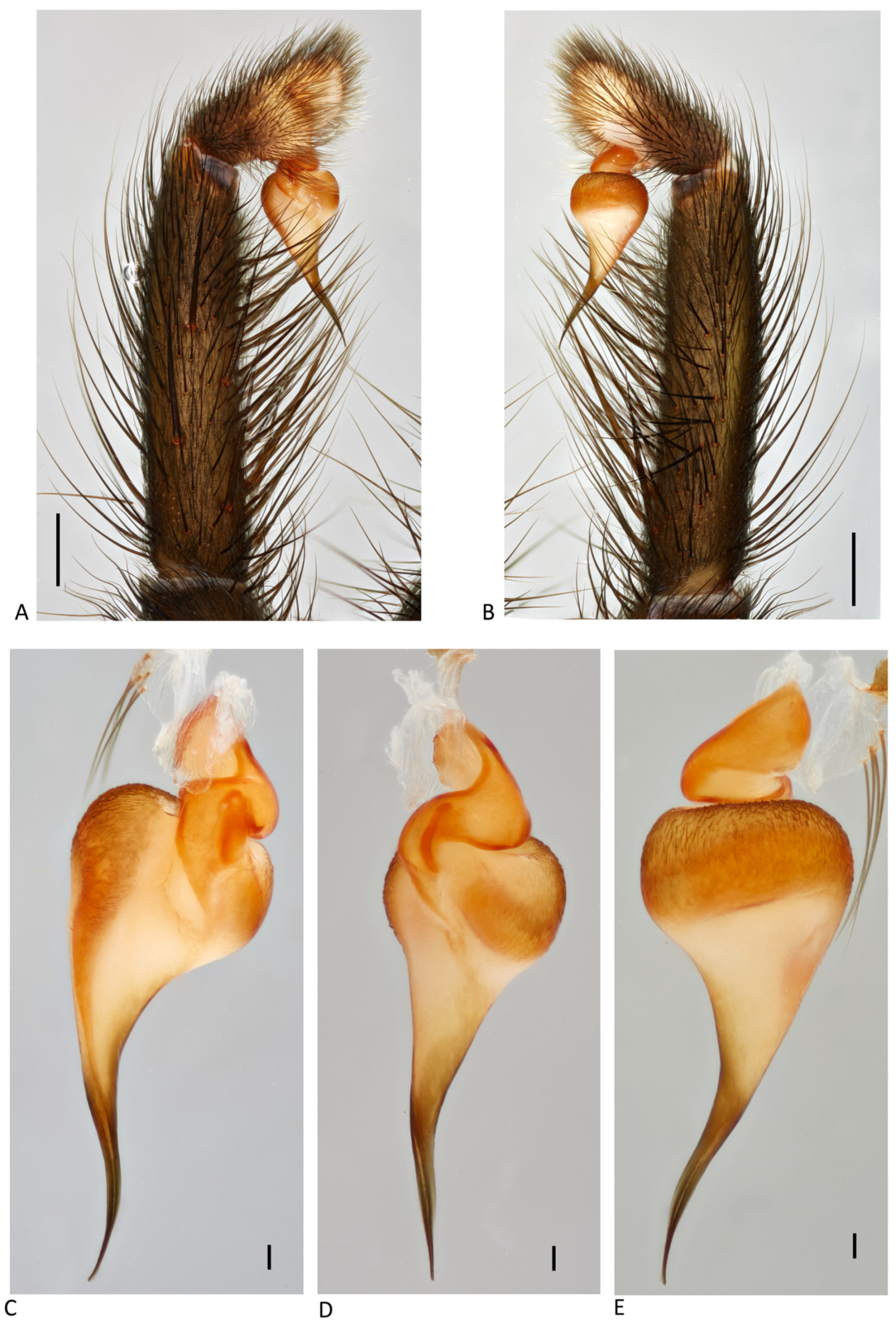 Arthropoda 01 00010 g151