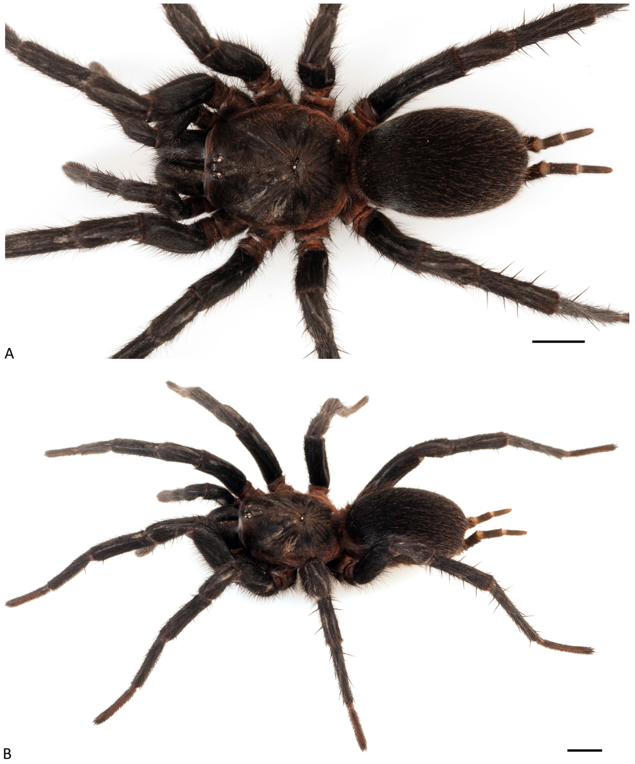 Arthropoda 01 00010 g152