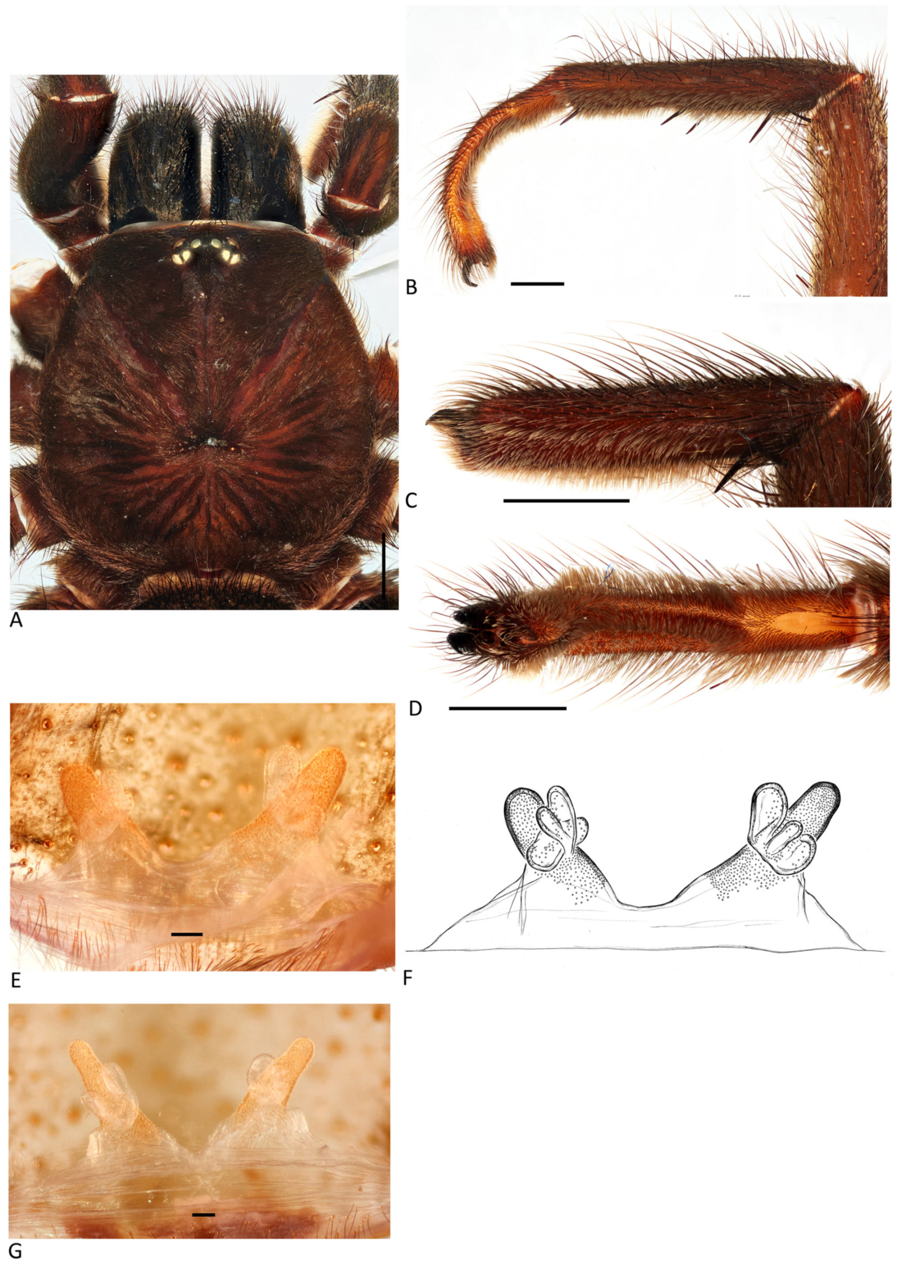 Arthropoda 01 00010 g153