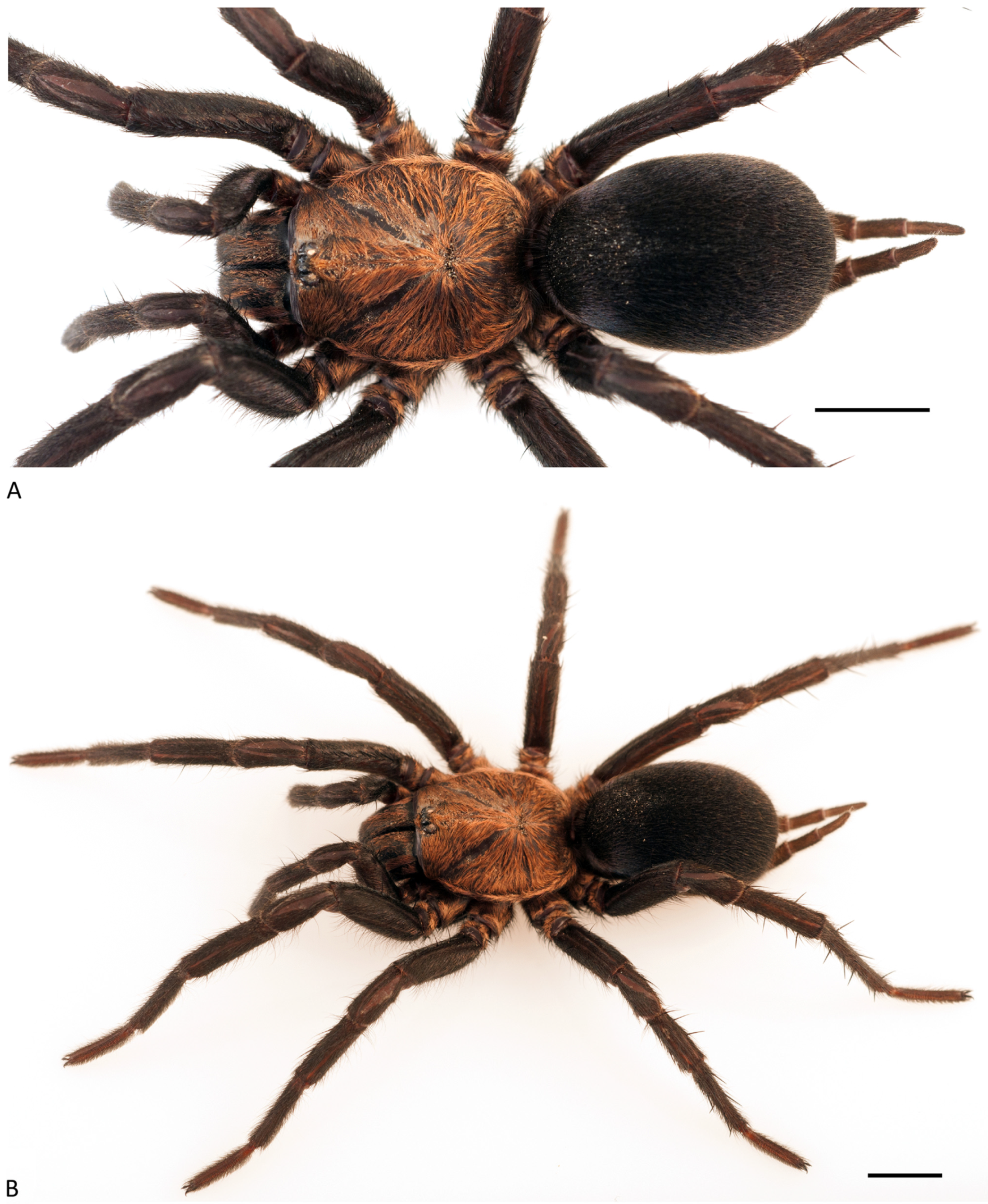 Arthropoda 01 00010 g154