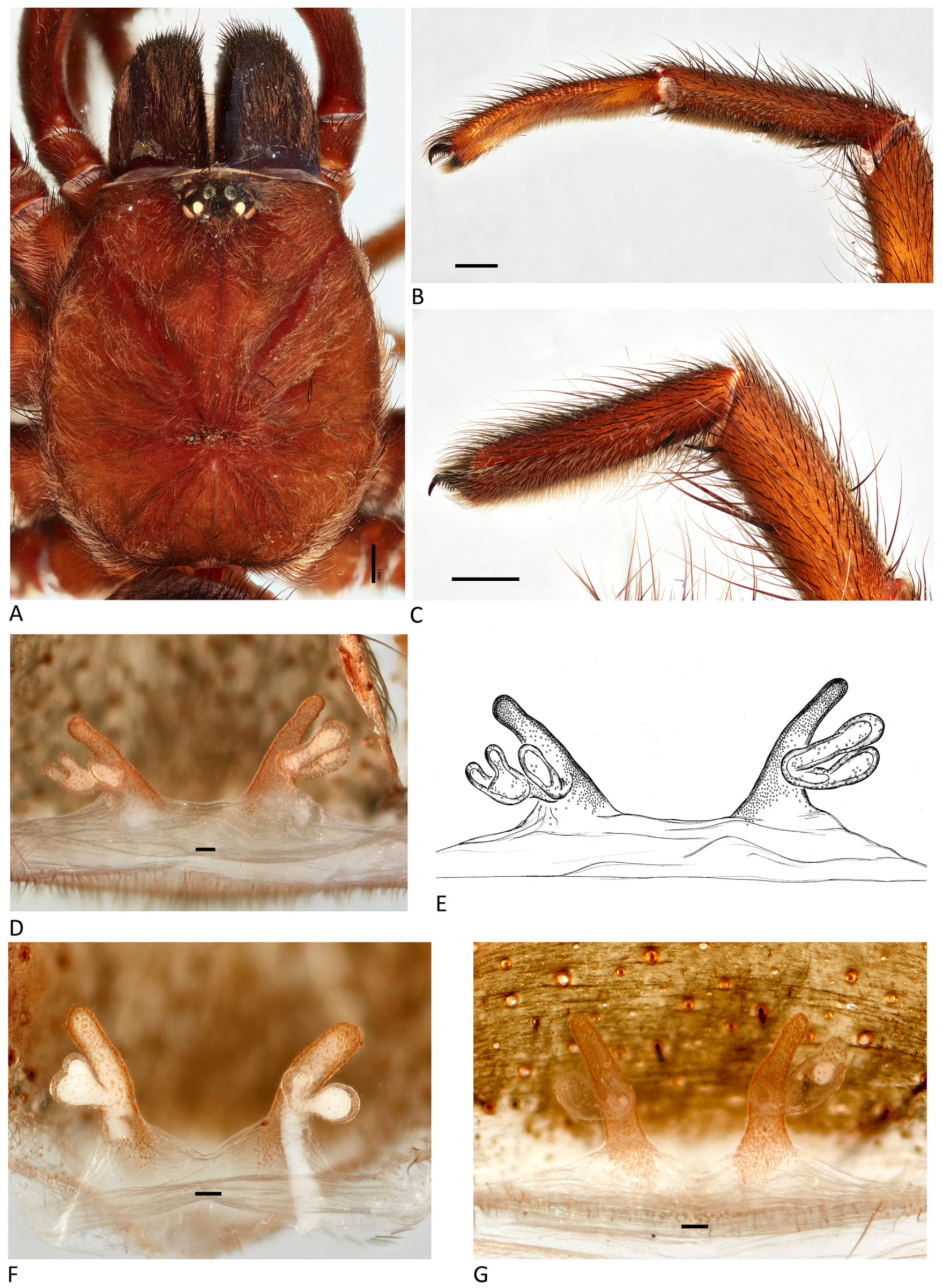 Arthropoda 01 00010 g155