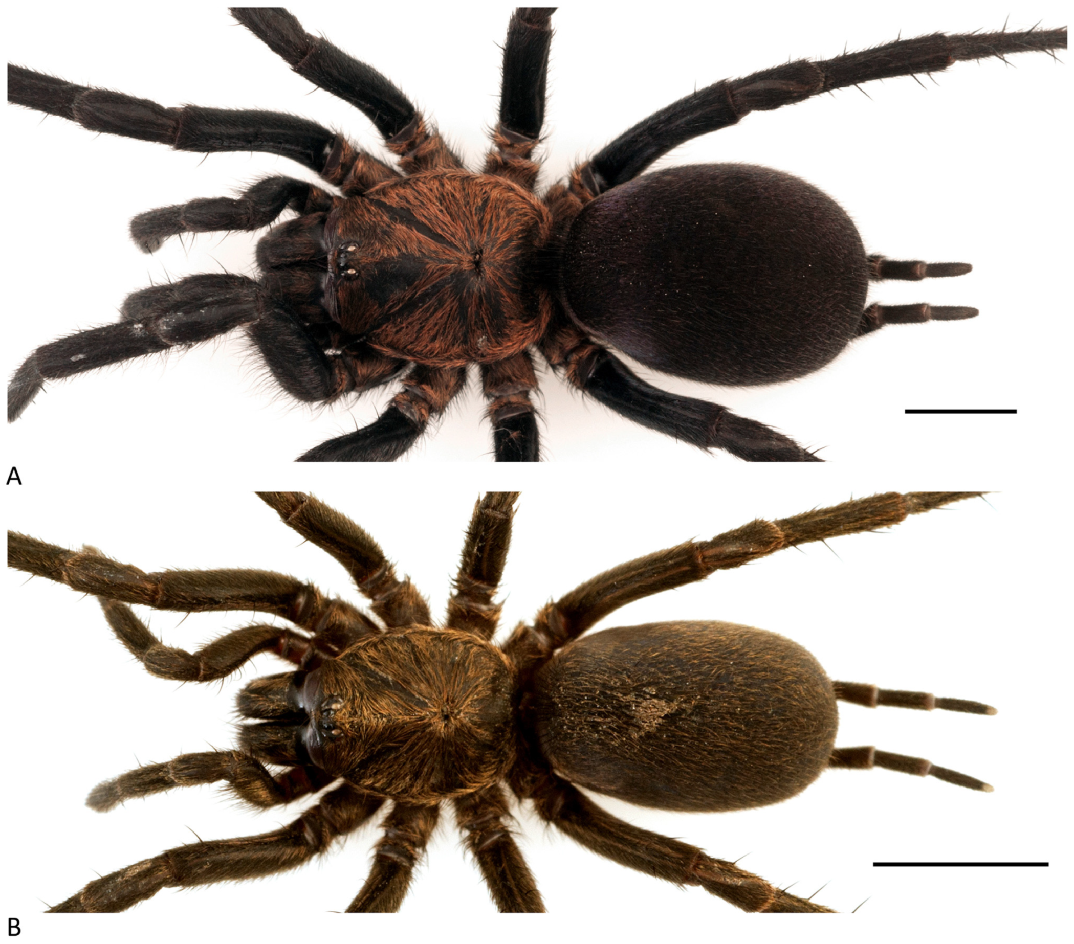 Arthropoda 01 00010 g156