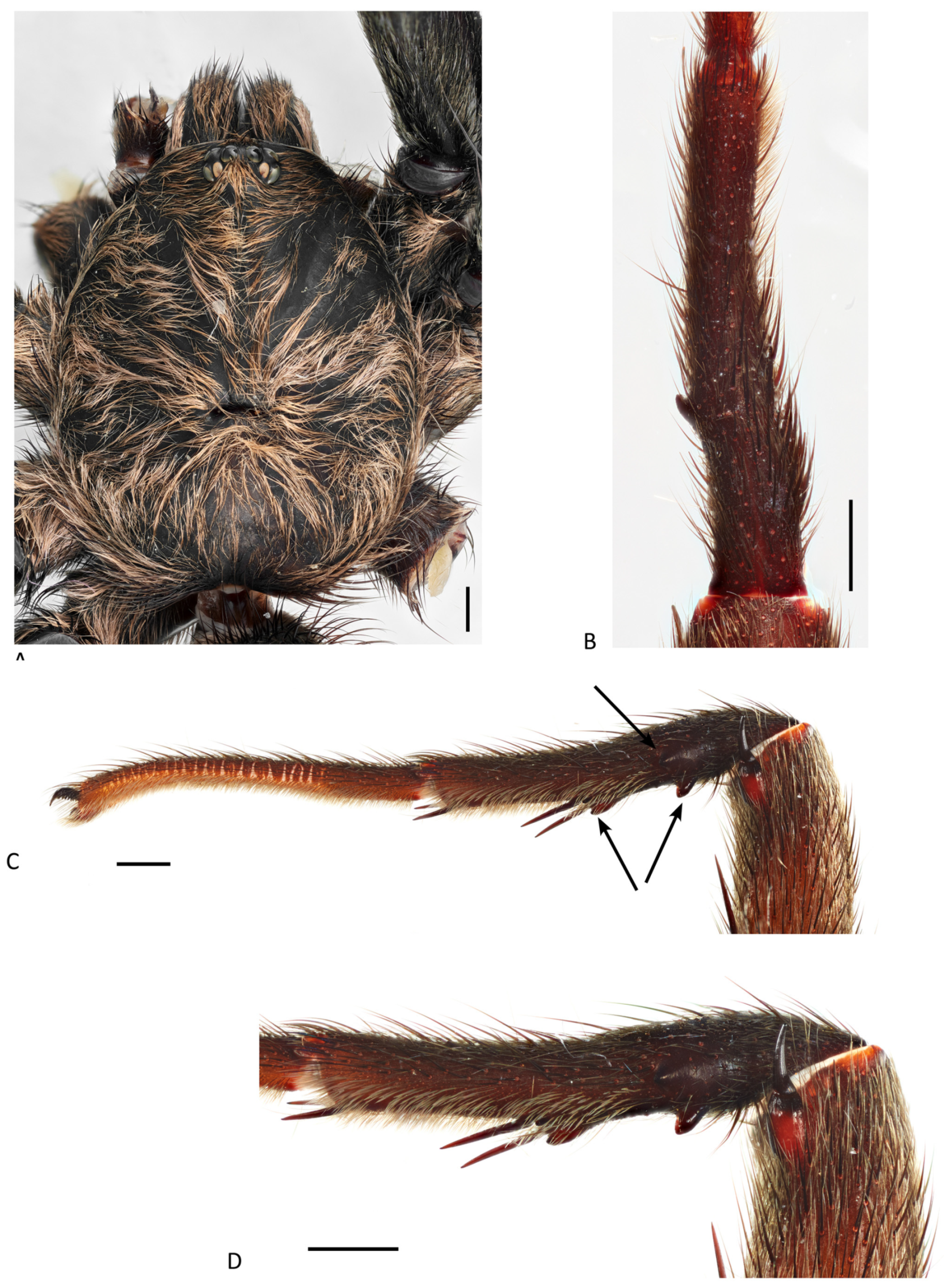 Arthropoda 01 00010 g157