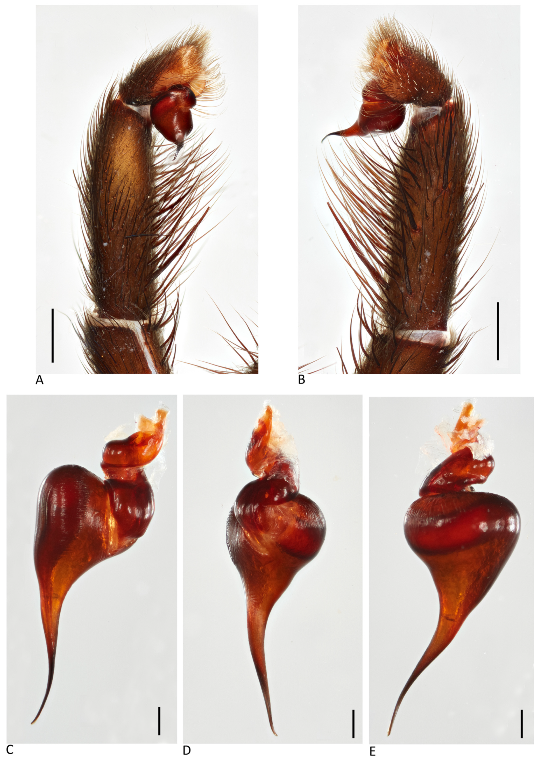Arthropoda 01 00010 g158