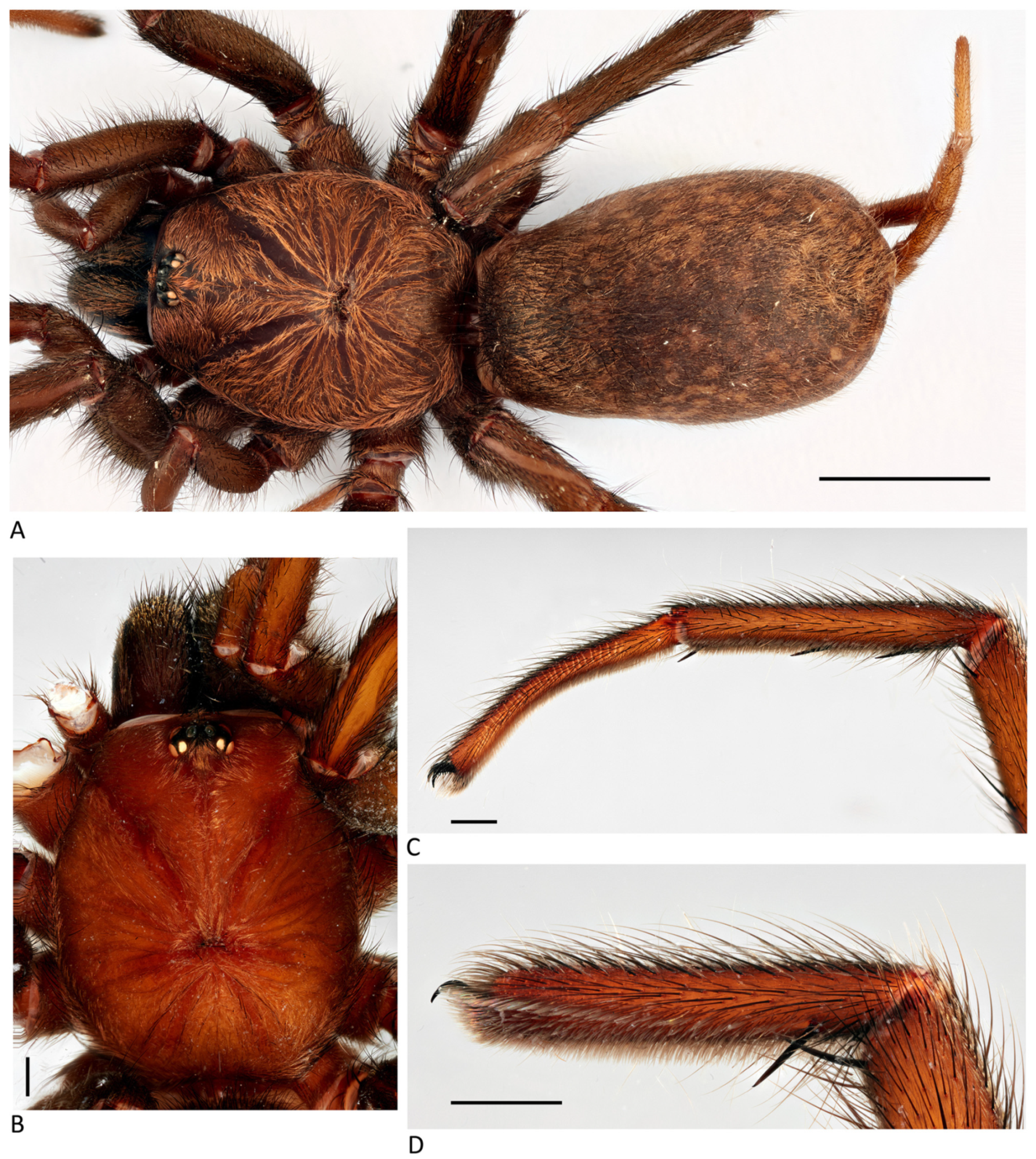 Arthropoda 01 00010 g159