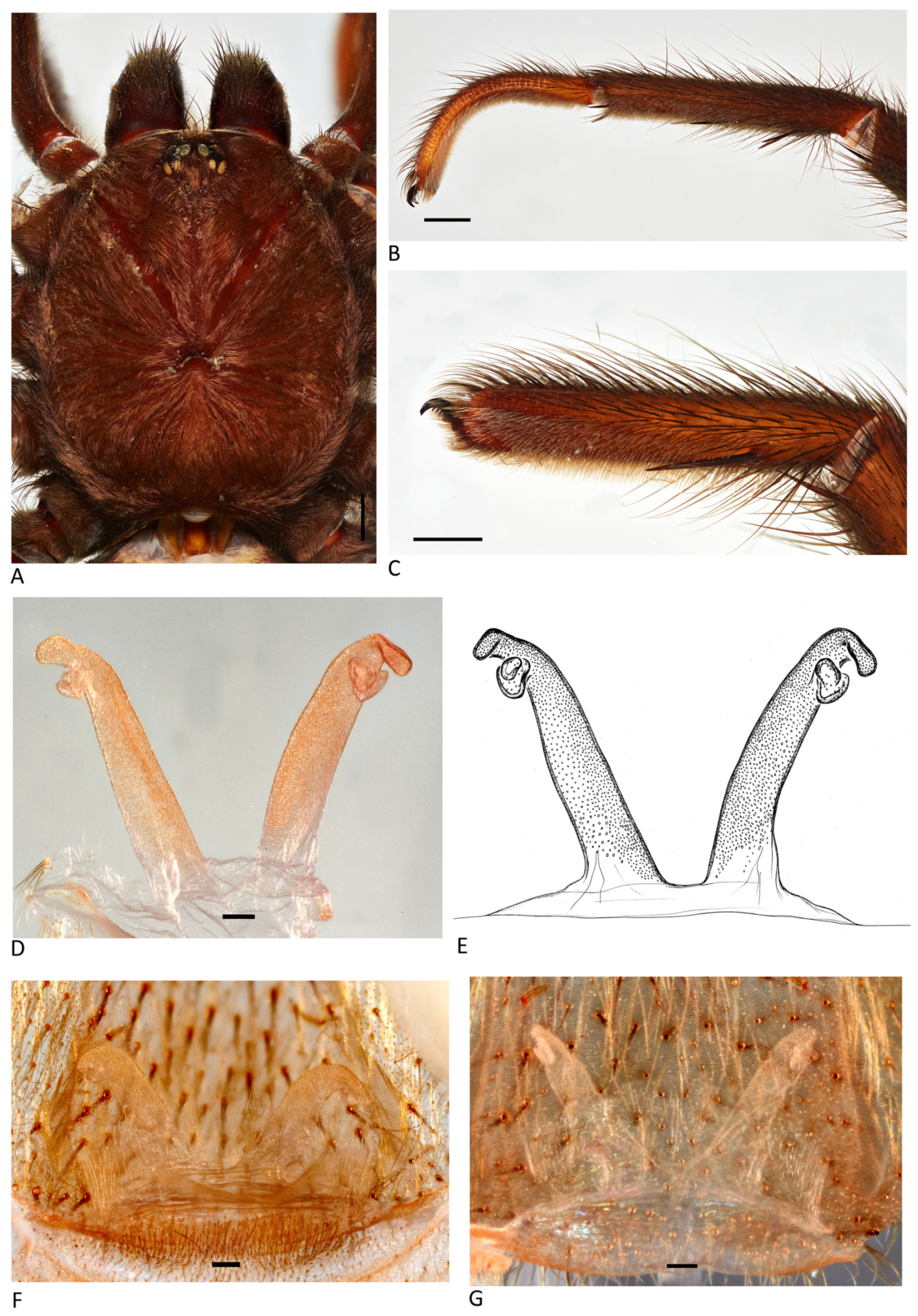 Arthropoda 01 00010 g162