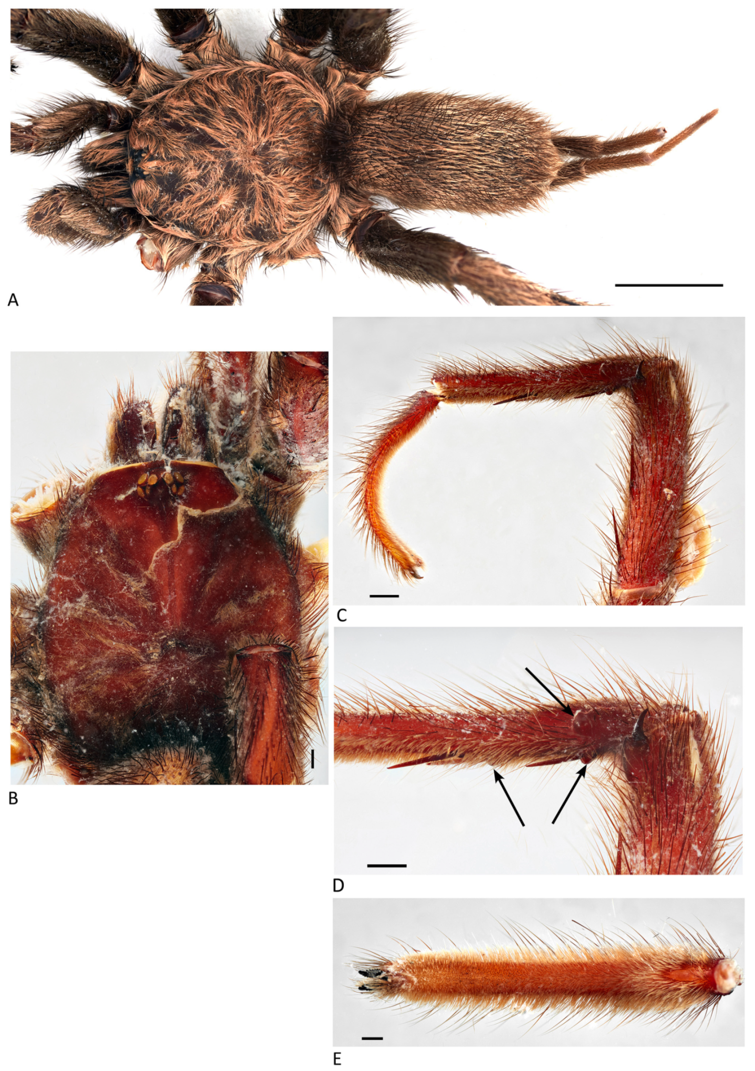 Arthropoda 01 00010 g163