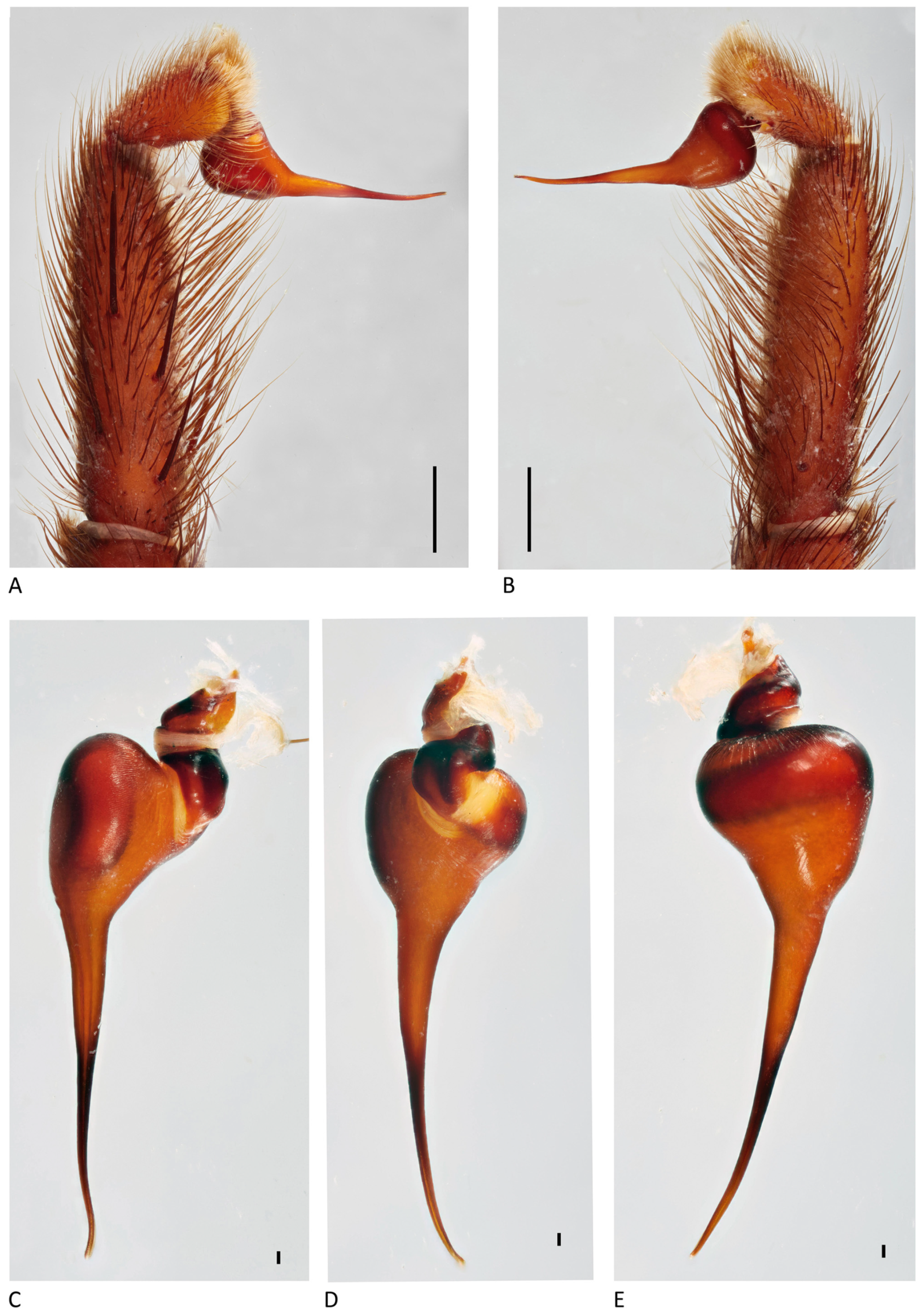 Arthropoda 01 00010 g164